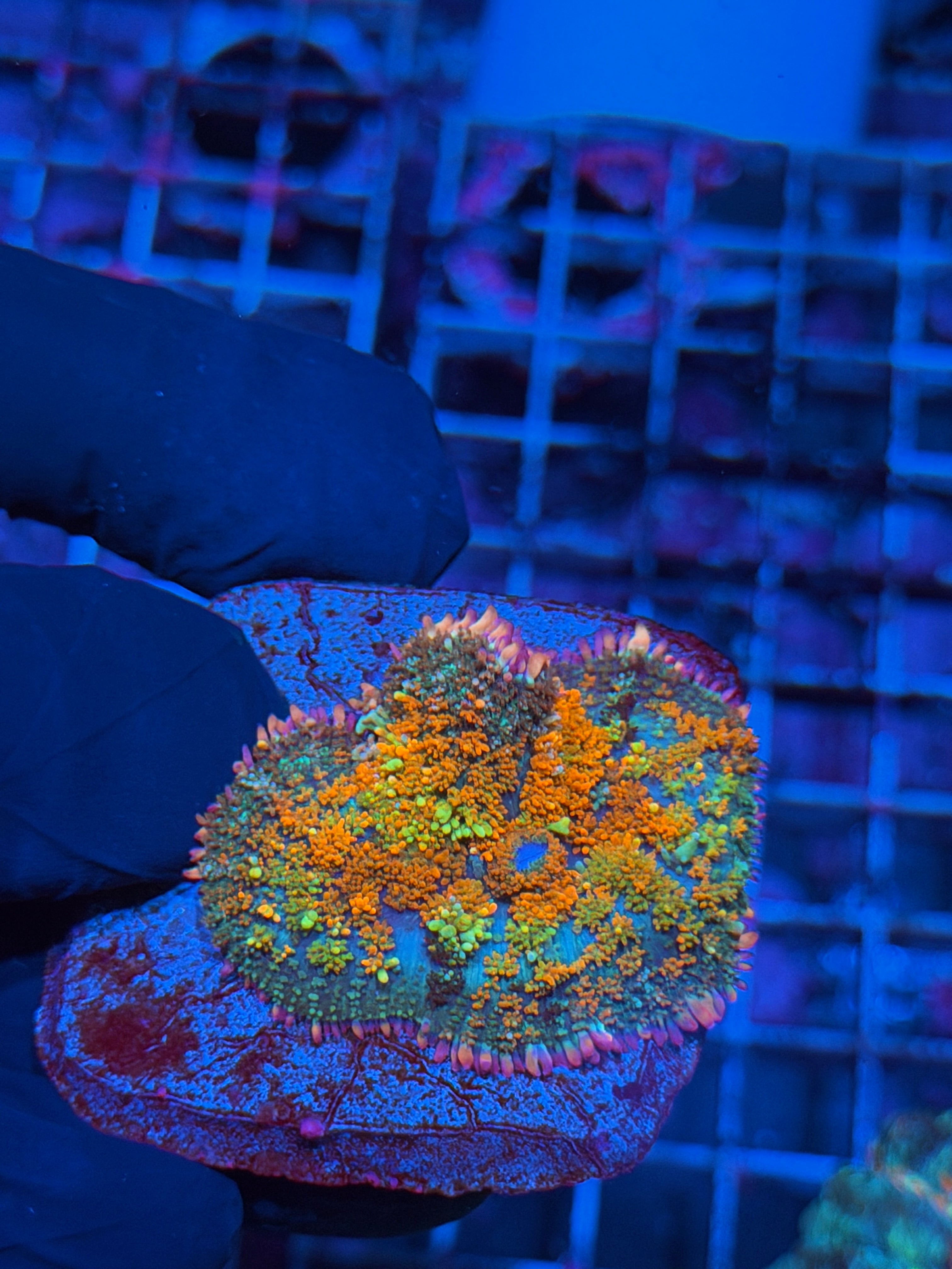 JEA Shredder Bounce Mushroom Coral XL 6/4
