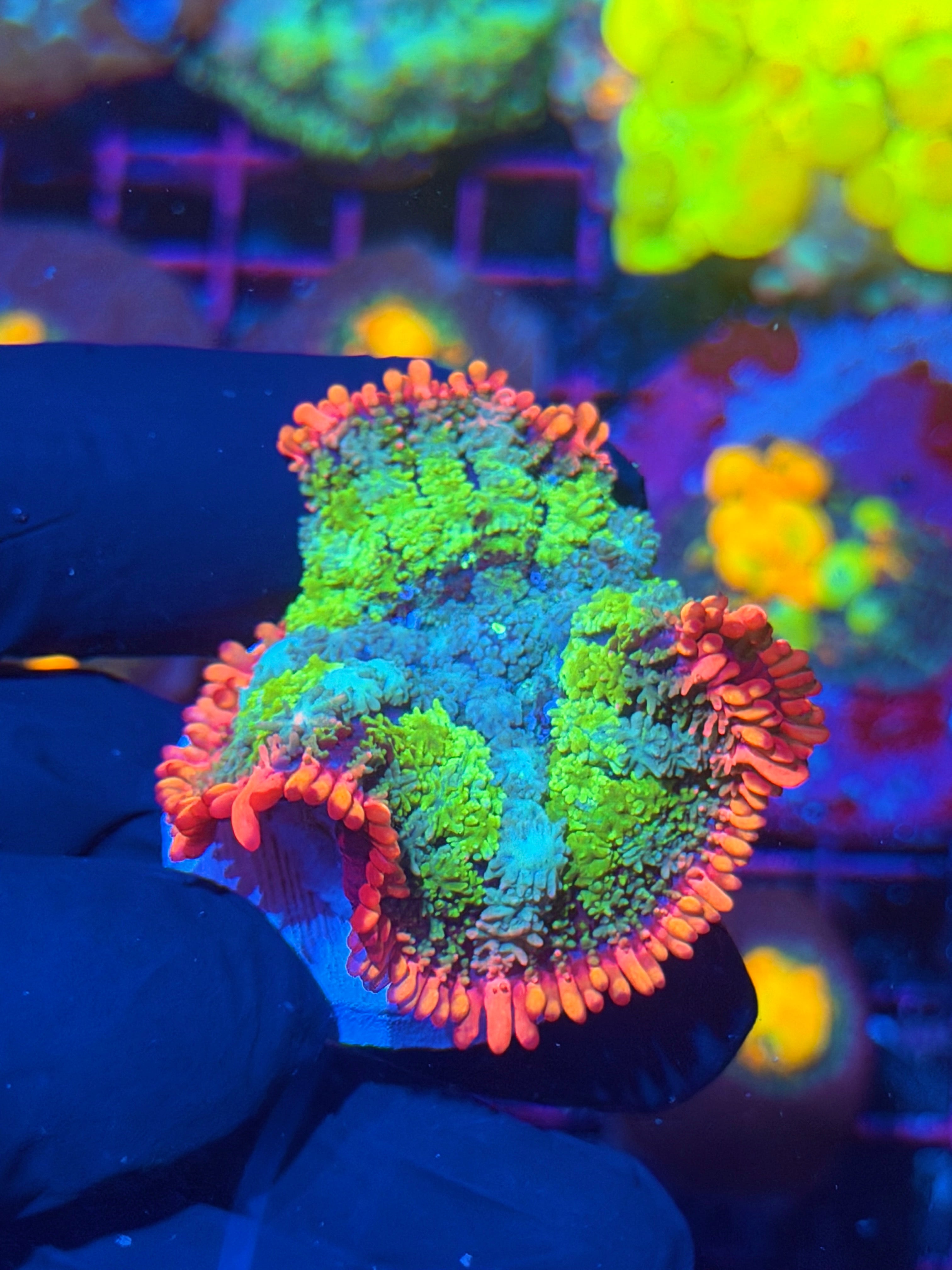 JEA Frankensteins Bride Mushroom Coral Insanely Bright 12/1