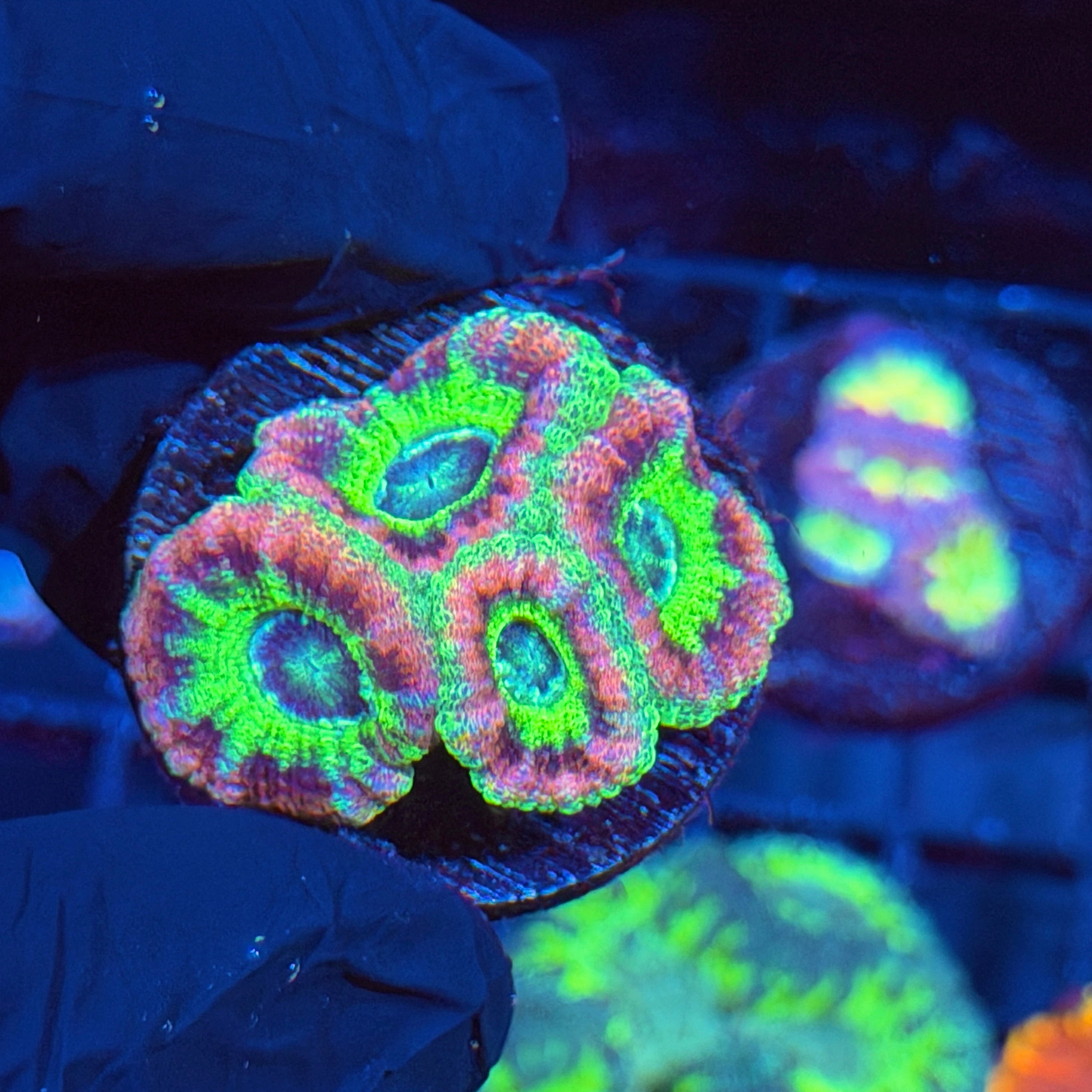 JEA Intergalactic Asian Acans 4 Heads XL 6/4