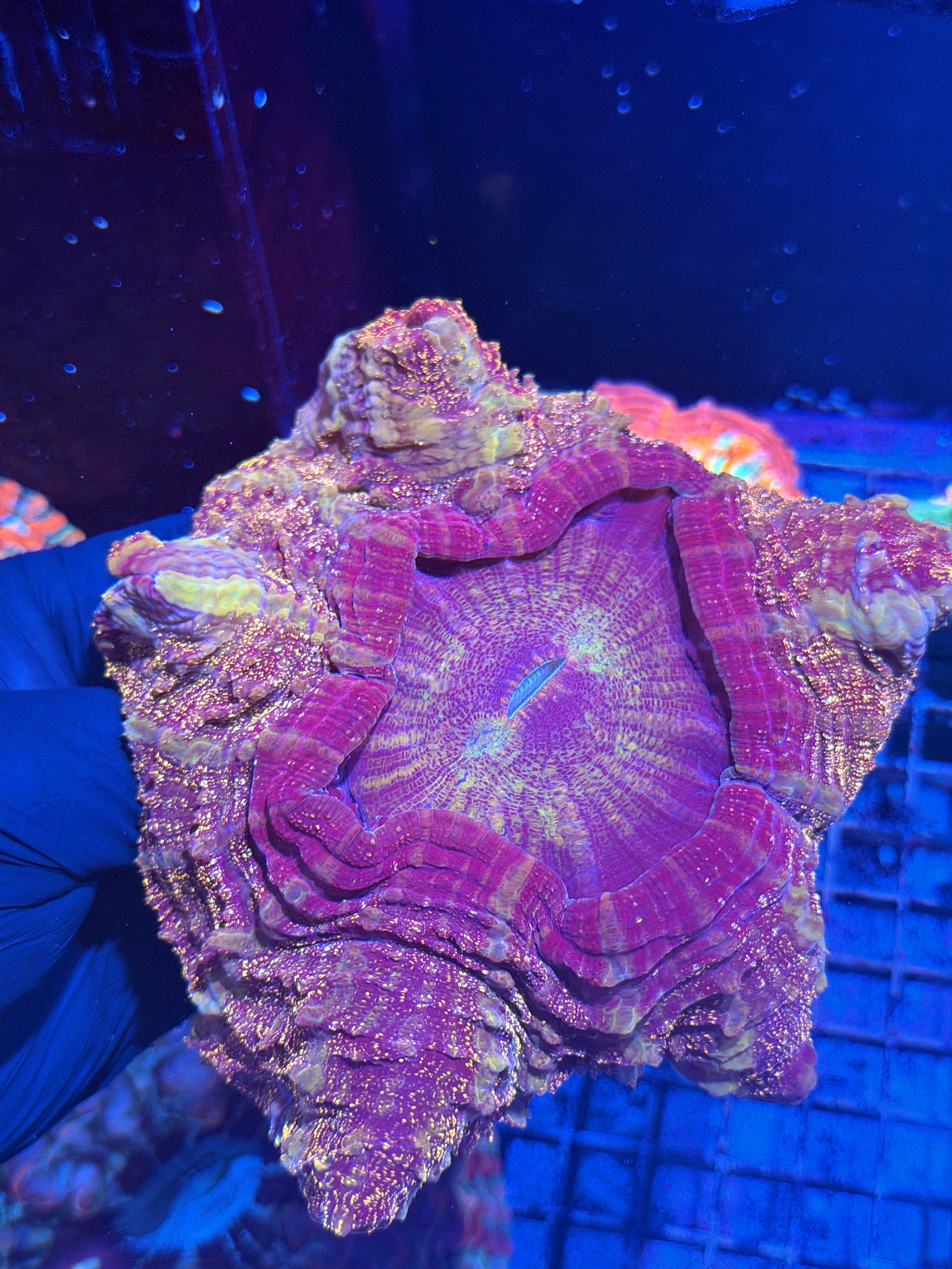 Glitter Acanthophyllia Meat Coral XXL