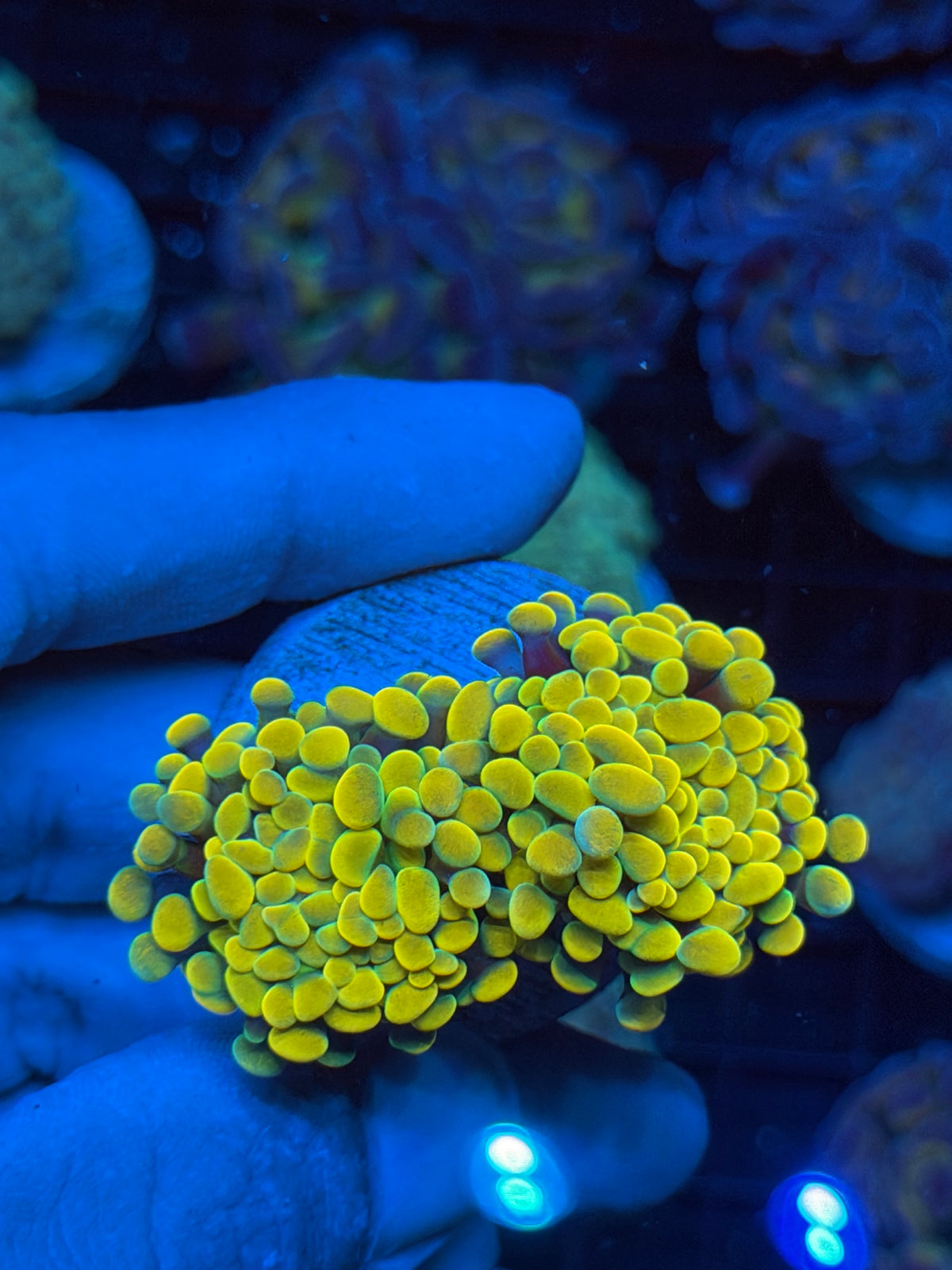 JEA Holy Grail Hammer Coral 2 Heads XL 9/21