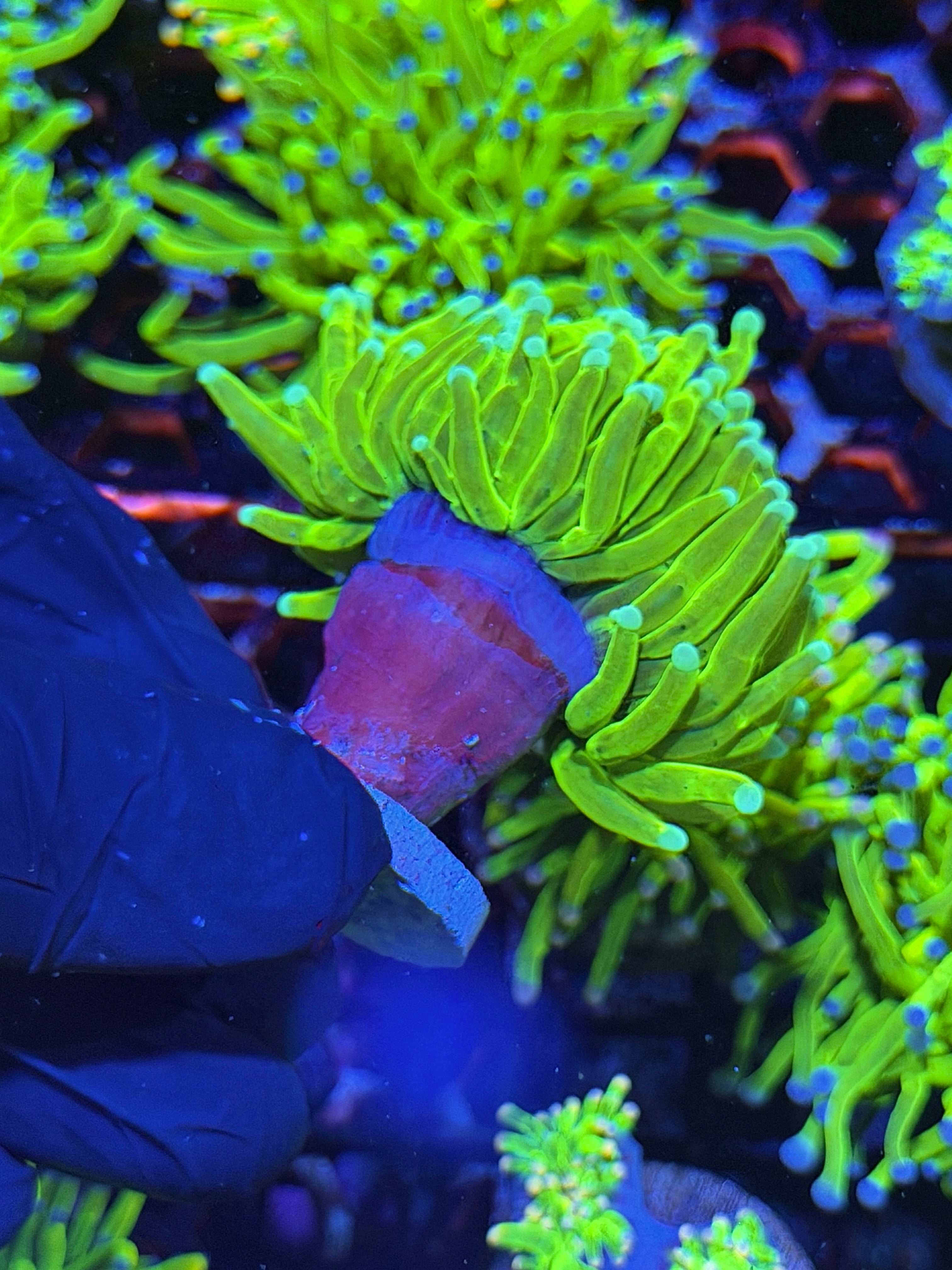 JEA Avalanche Holy Grail Torch Coral 1 XXL Head Splitting