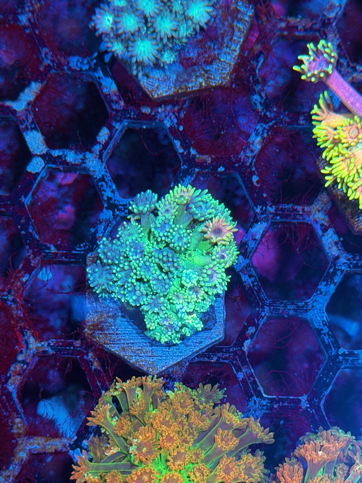 JEA Tutti Frutti Goniopora Coral 10/20