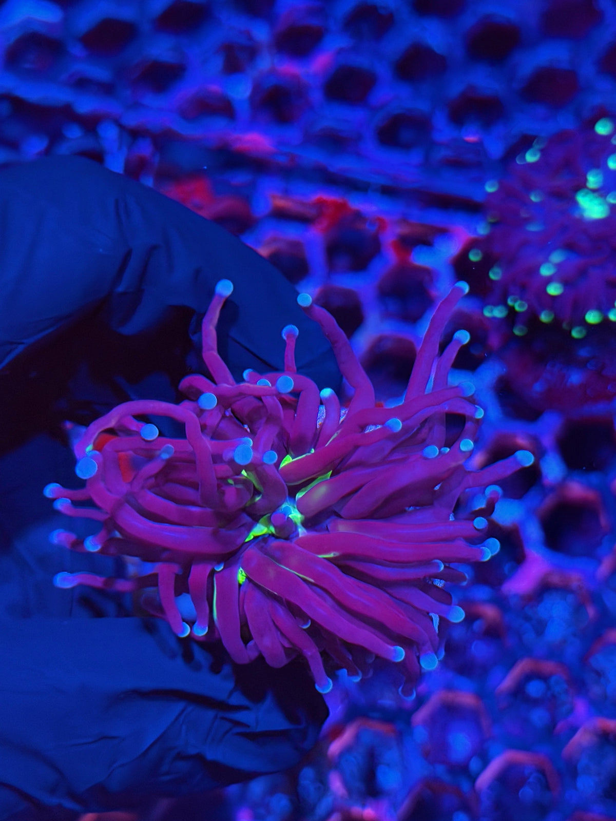 JEA Death Star Torch Coral 1 XL Head *Comes from Grafted HG Colony* 9/22