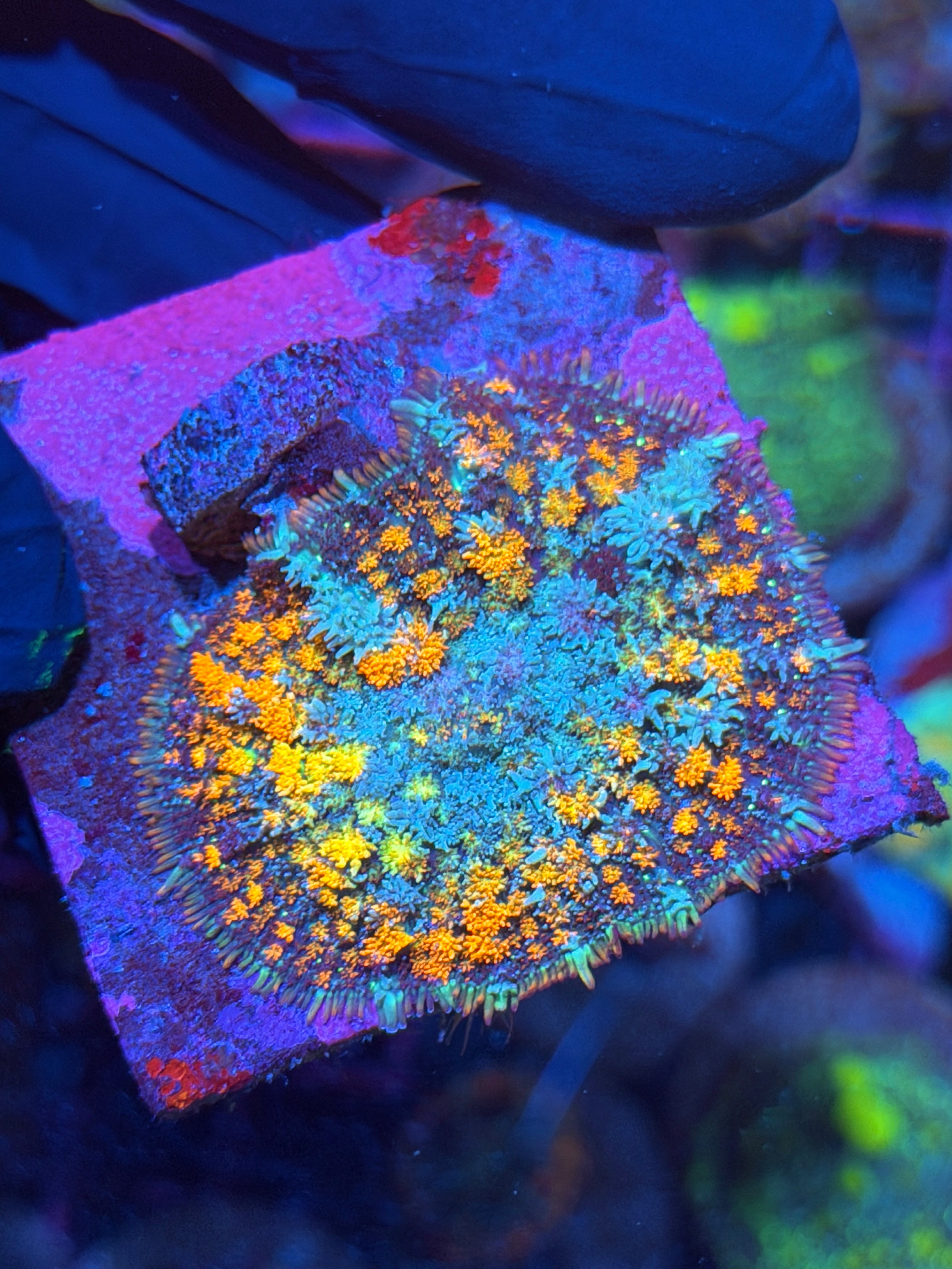 JEA Berserker Bounce Mushroom Coral XXL 2” 11/3