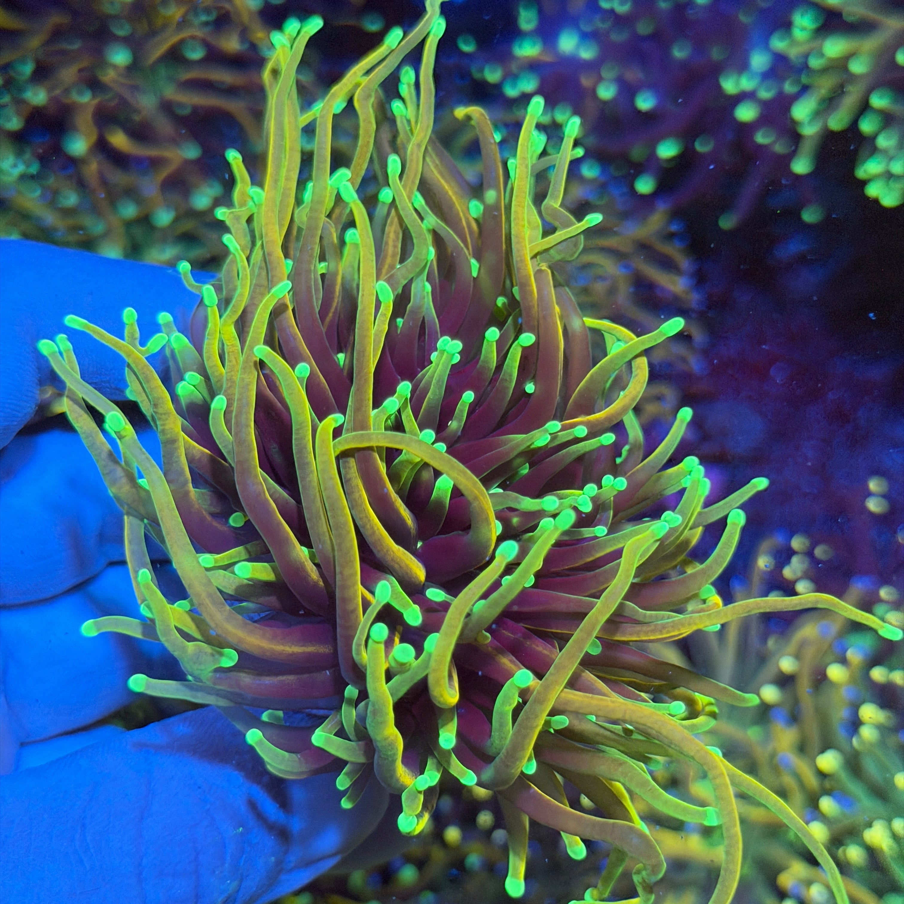 JEA Dragon Fire Torch Coral Mini Colony XXXL #2 6/3