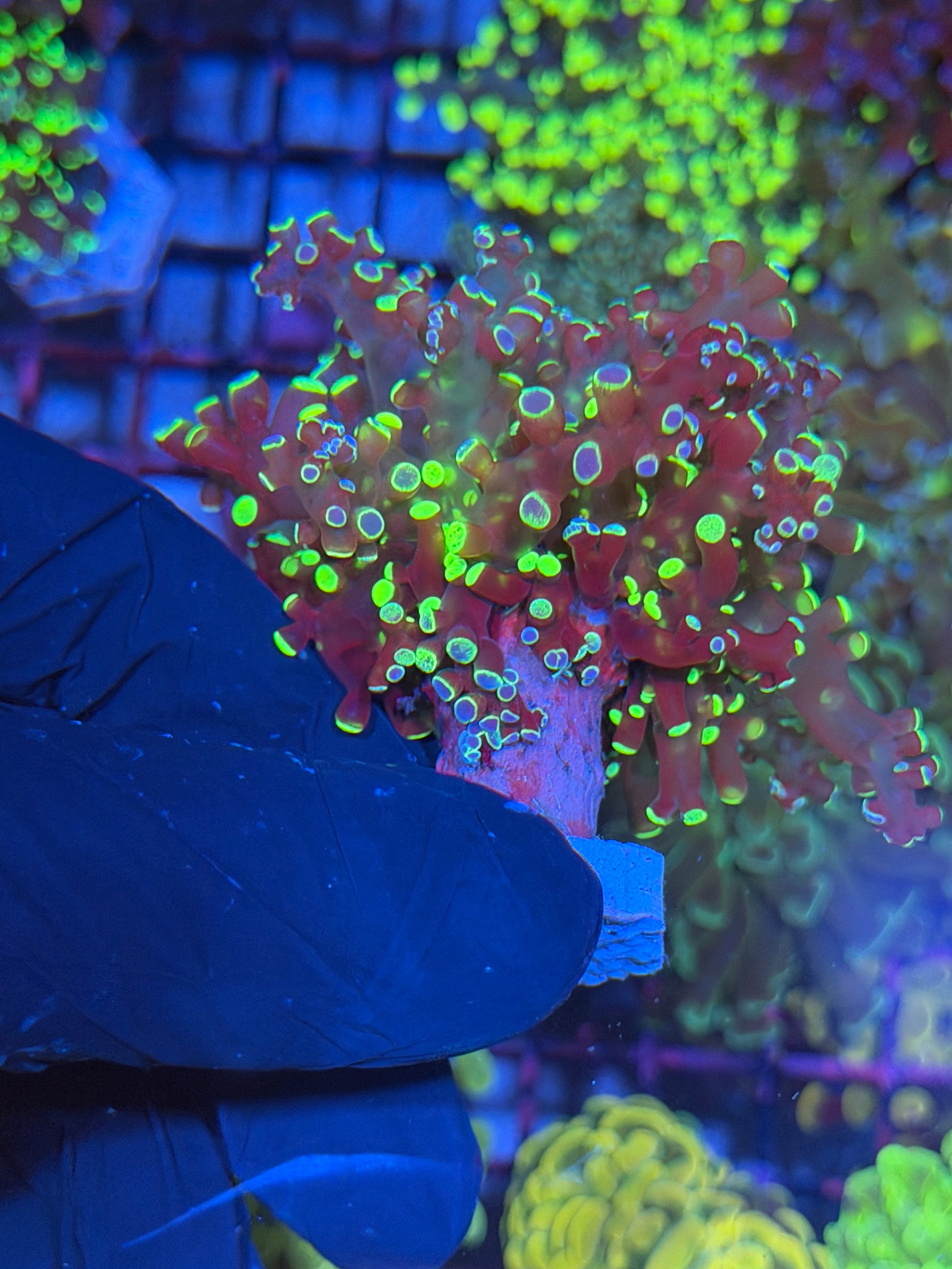 JEA Splatter Frogspawn Coral 1 XXL Head Splitting to 2 7/9
