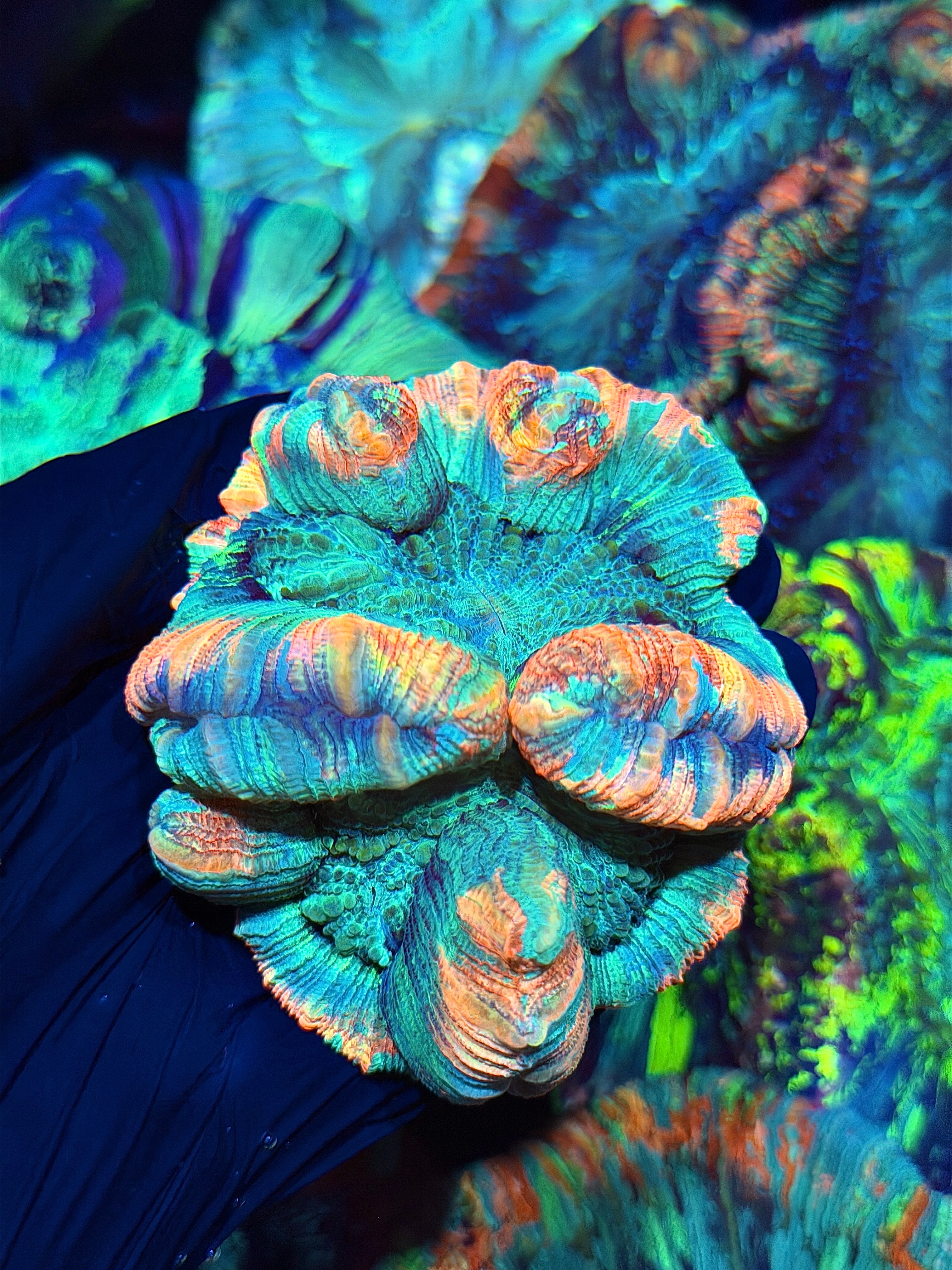 Rainbow Trachyphyllia Meat Coral Show Piece 9/6