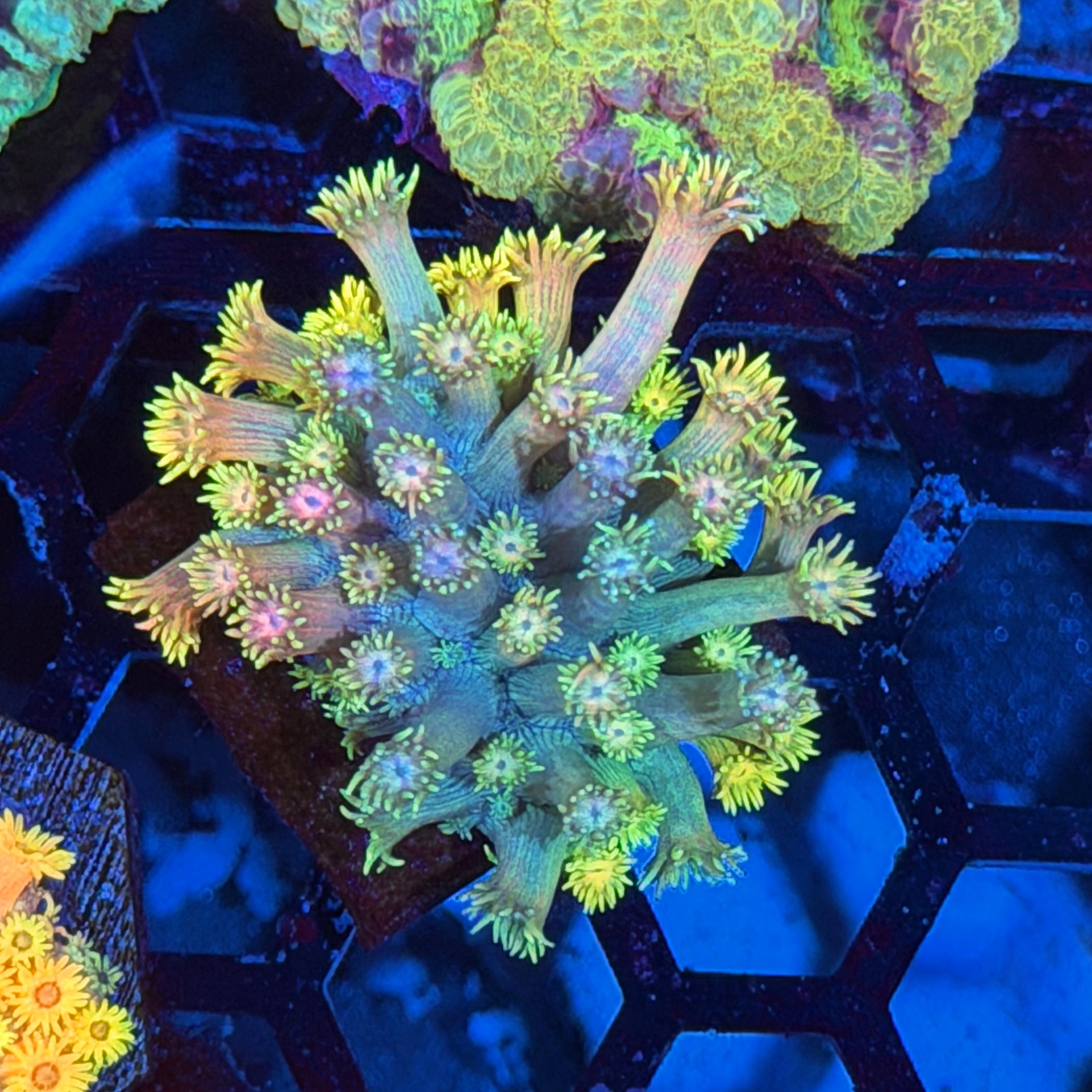 JEA Sunburst Goniopora Coral 6/4