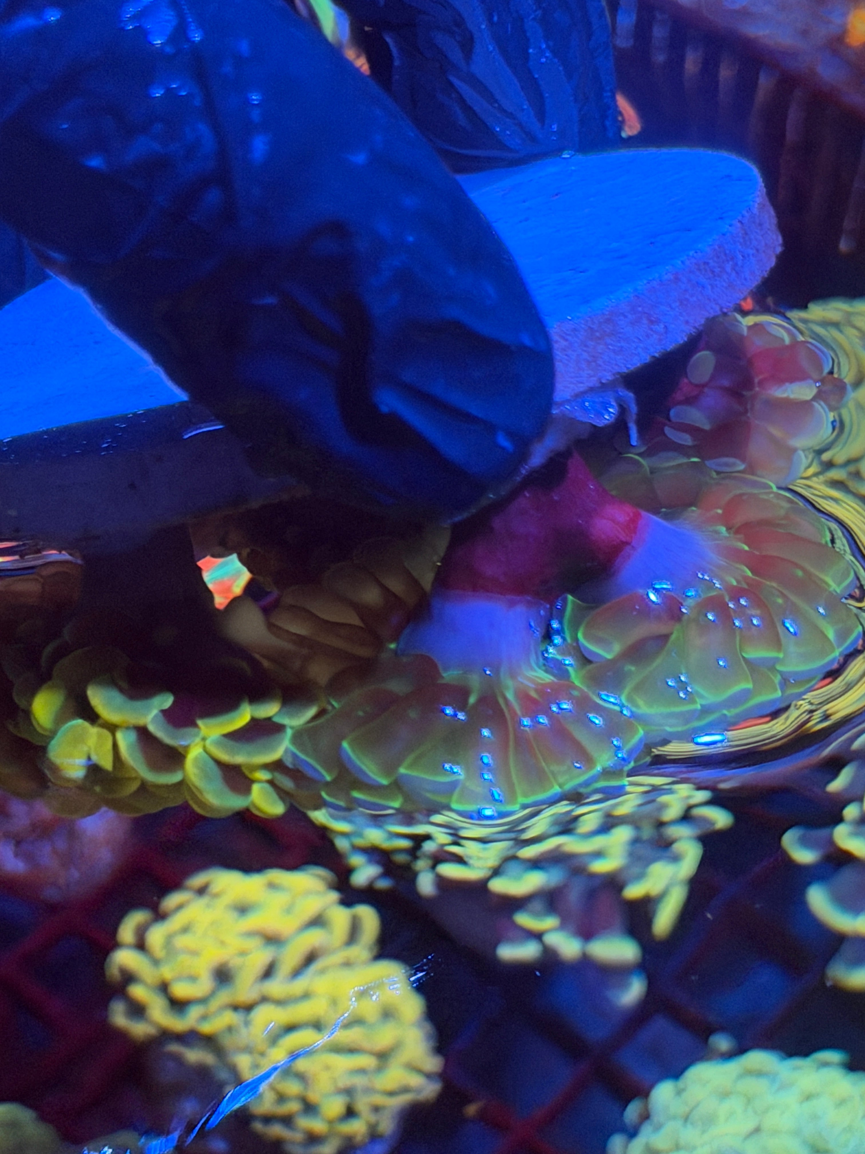 JEA High End Hammer Coral Bouquet 7 Heads XL 11/3