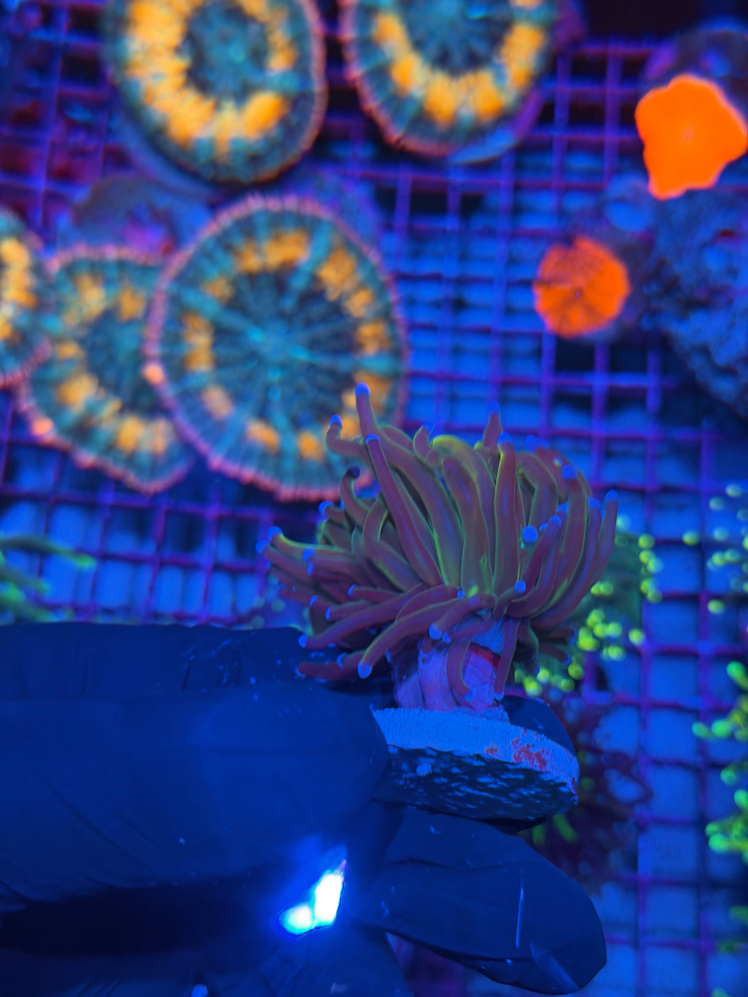 JEA Dragon Tamer Torch Coral 2 Heads Splitting 7/15