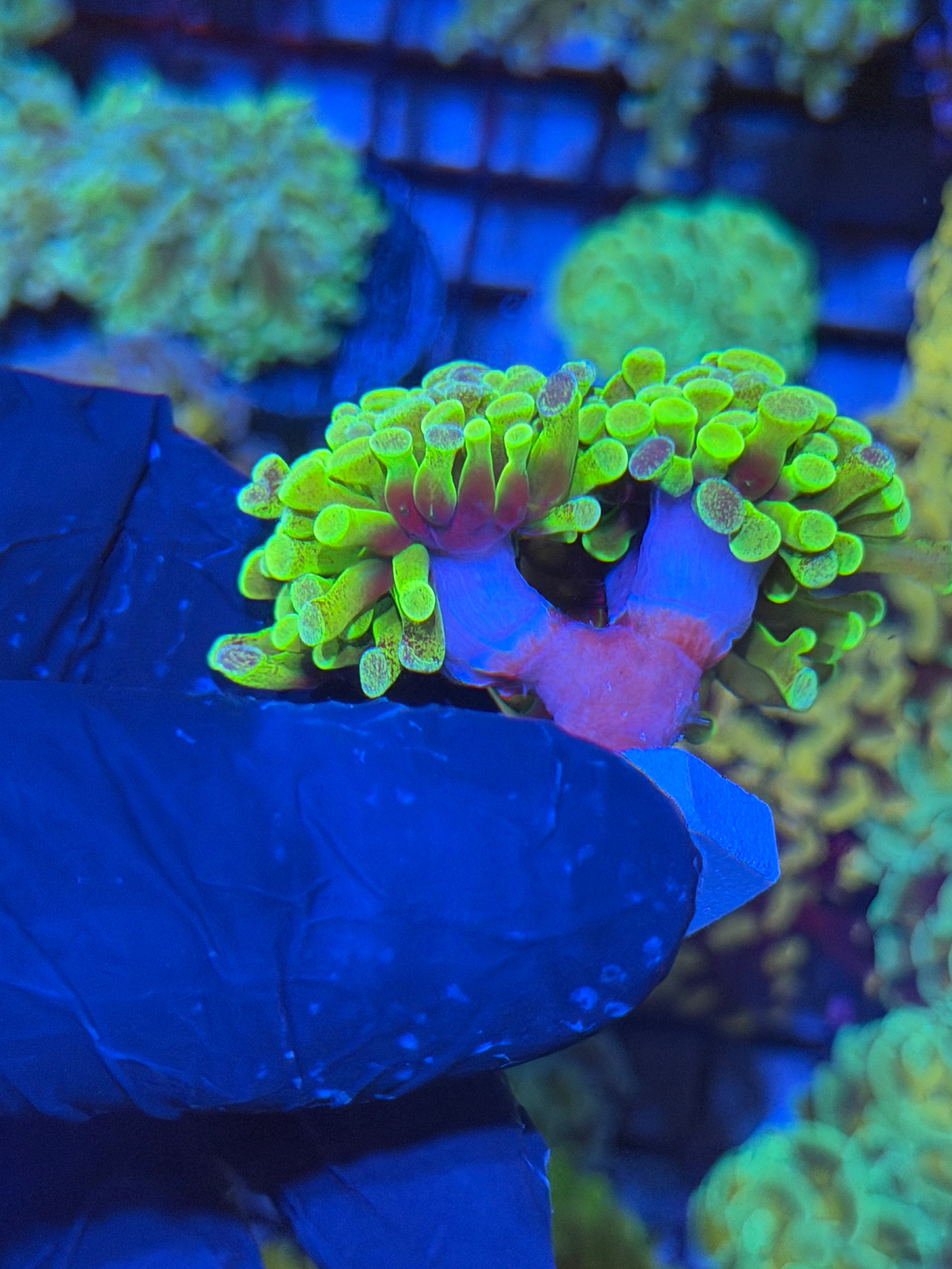 JEA Pixie Dust Hammer Coral 4 XL Heads 4/23