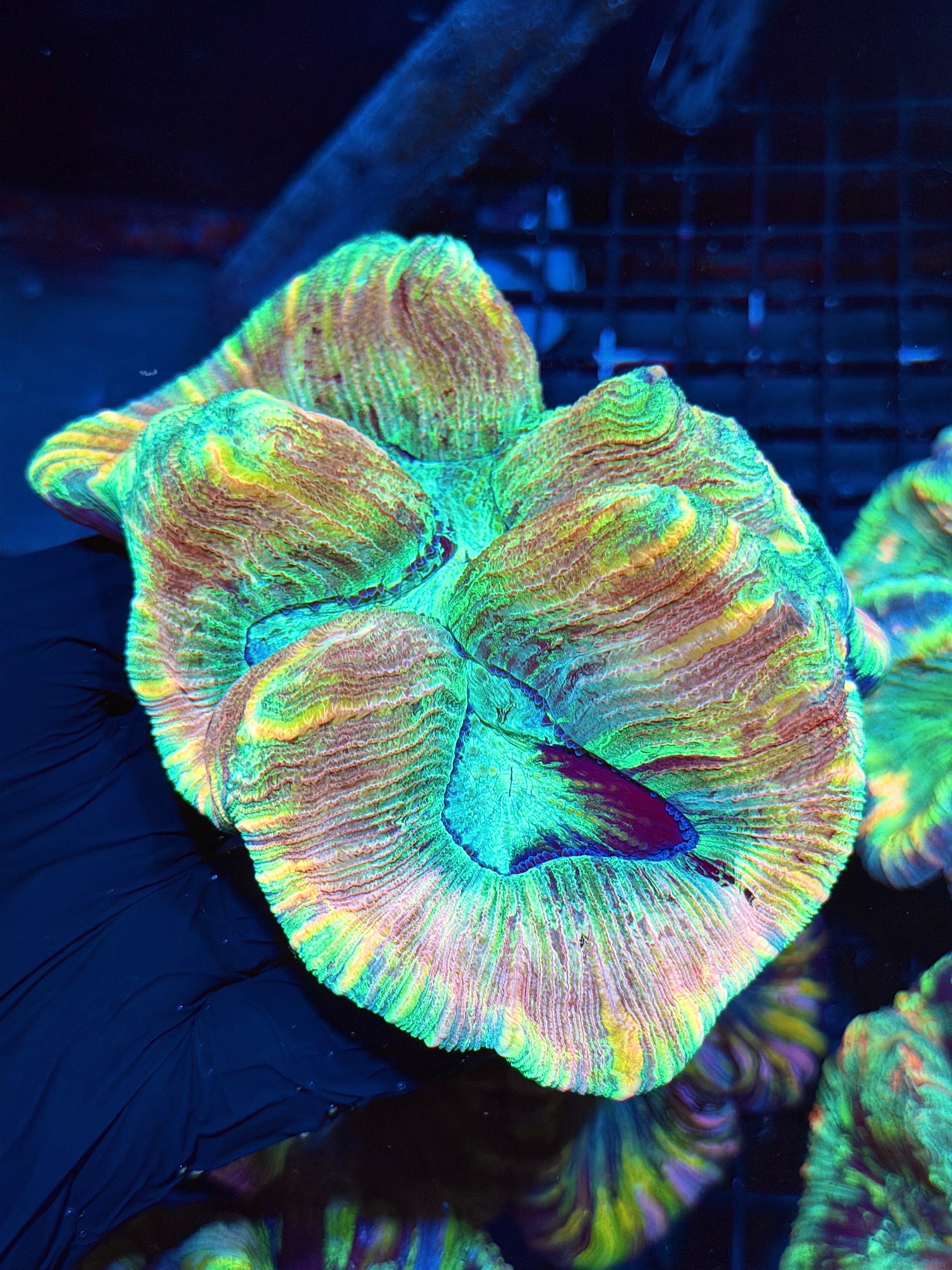 Insane Rainbow Pastel Trachyphyllia Meat Coral 6/4