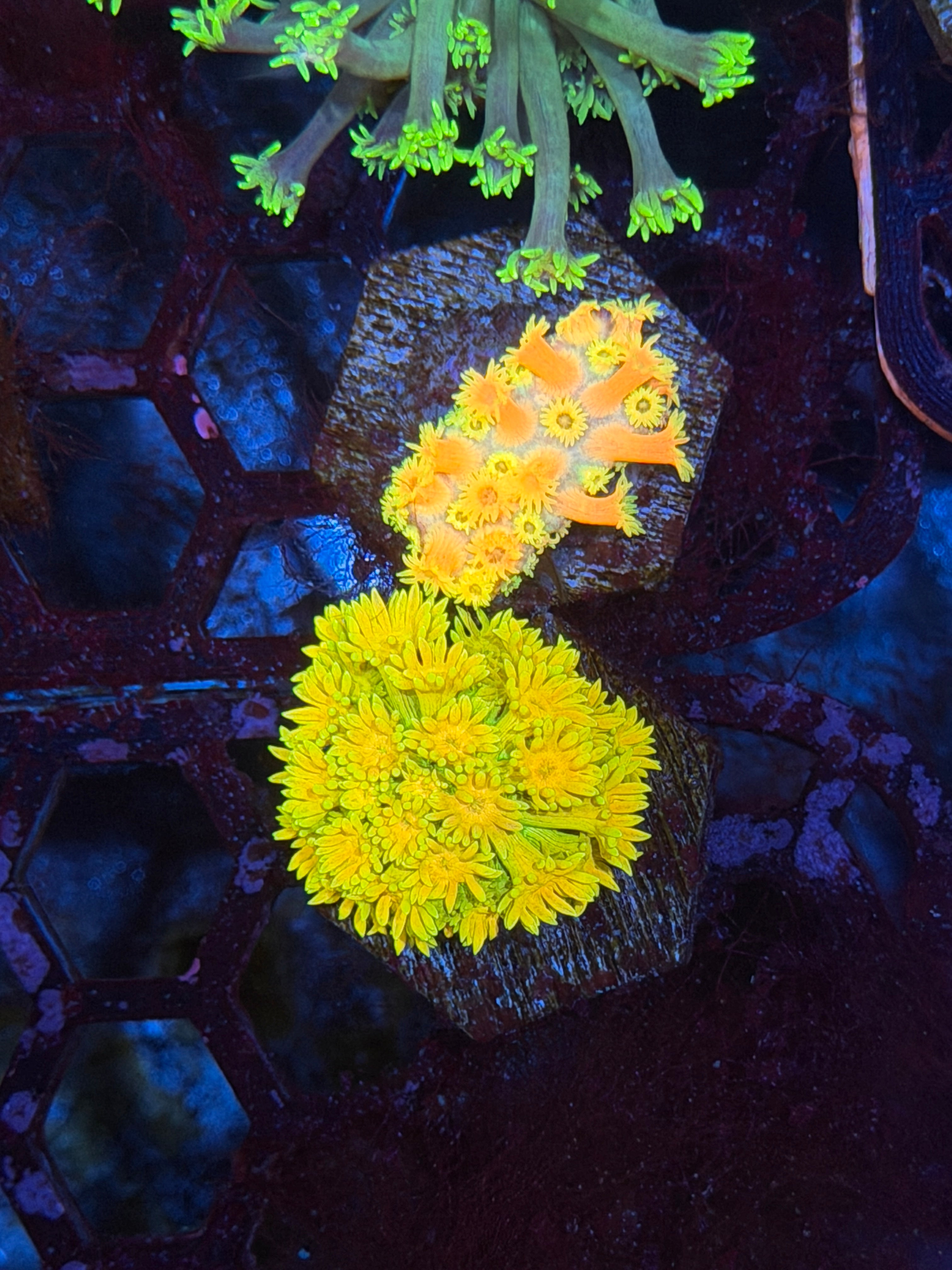 JEA SpongeBob Goniopora Coral *New Release* Very Bright!