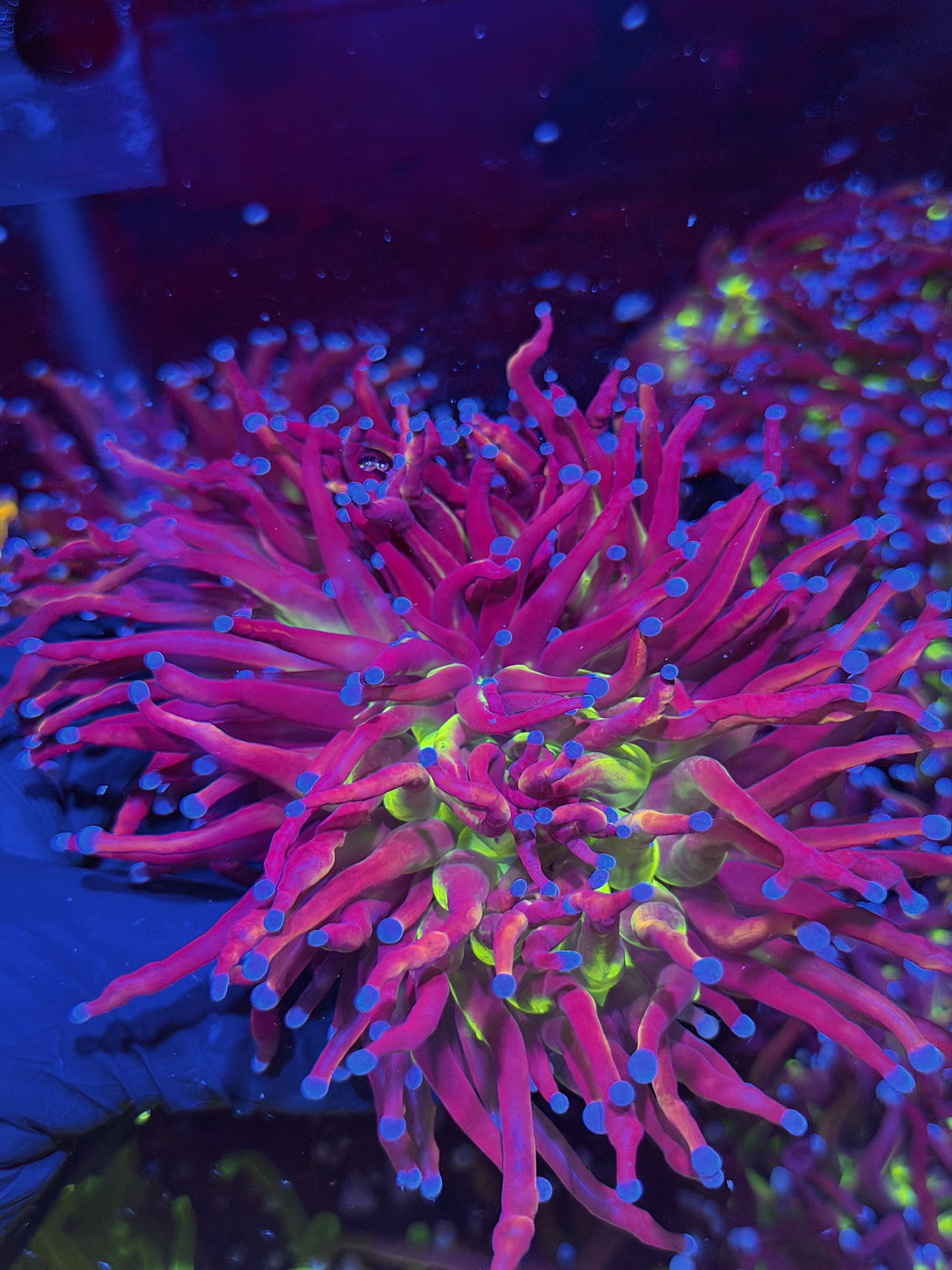 JEA Death Star Grail Torch Coral 2 Heads Splitting XXXL Show Size