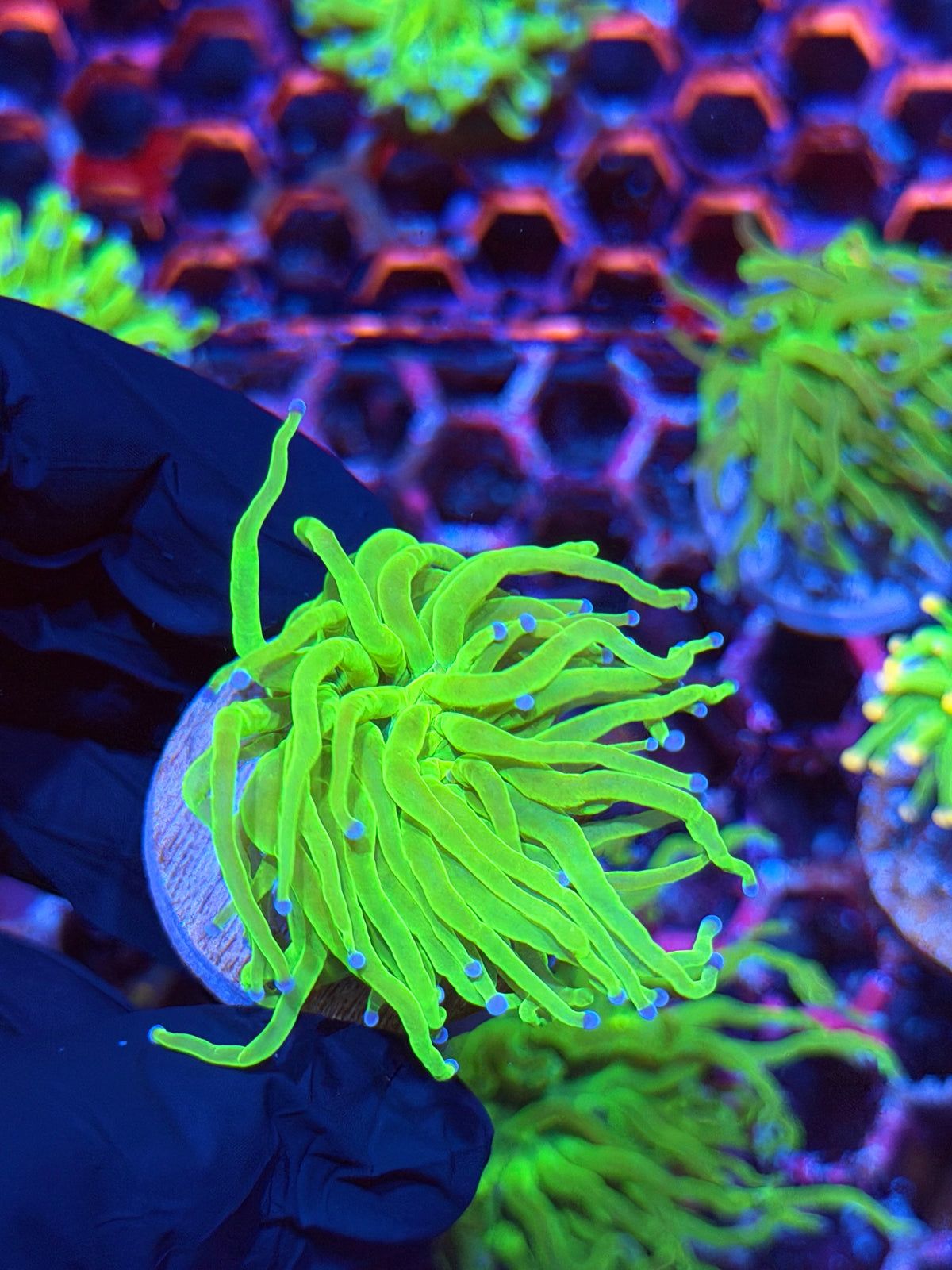 JEA Todd’s Torch Coral 1 Head XL 9/21