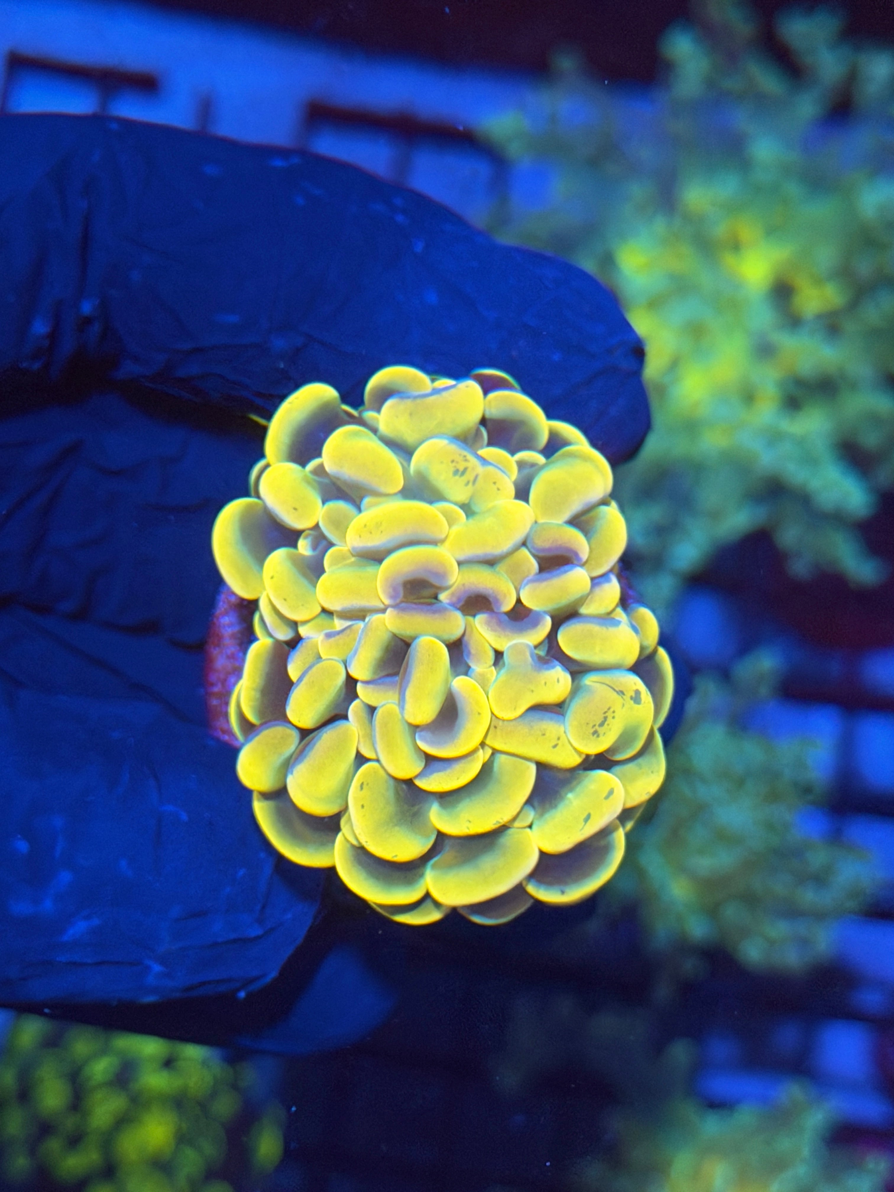 JEA Golden Boy Hammer Coral 1 Heads Splitting XL 11/28