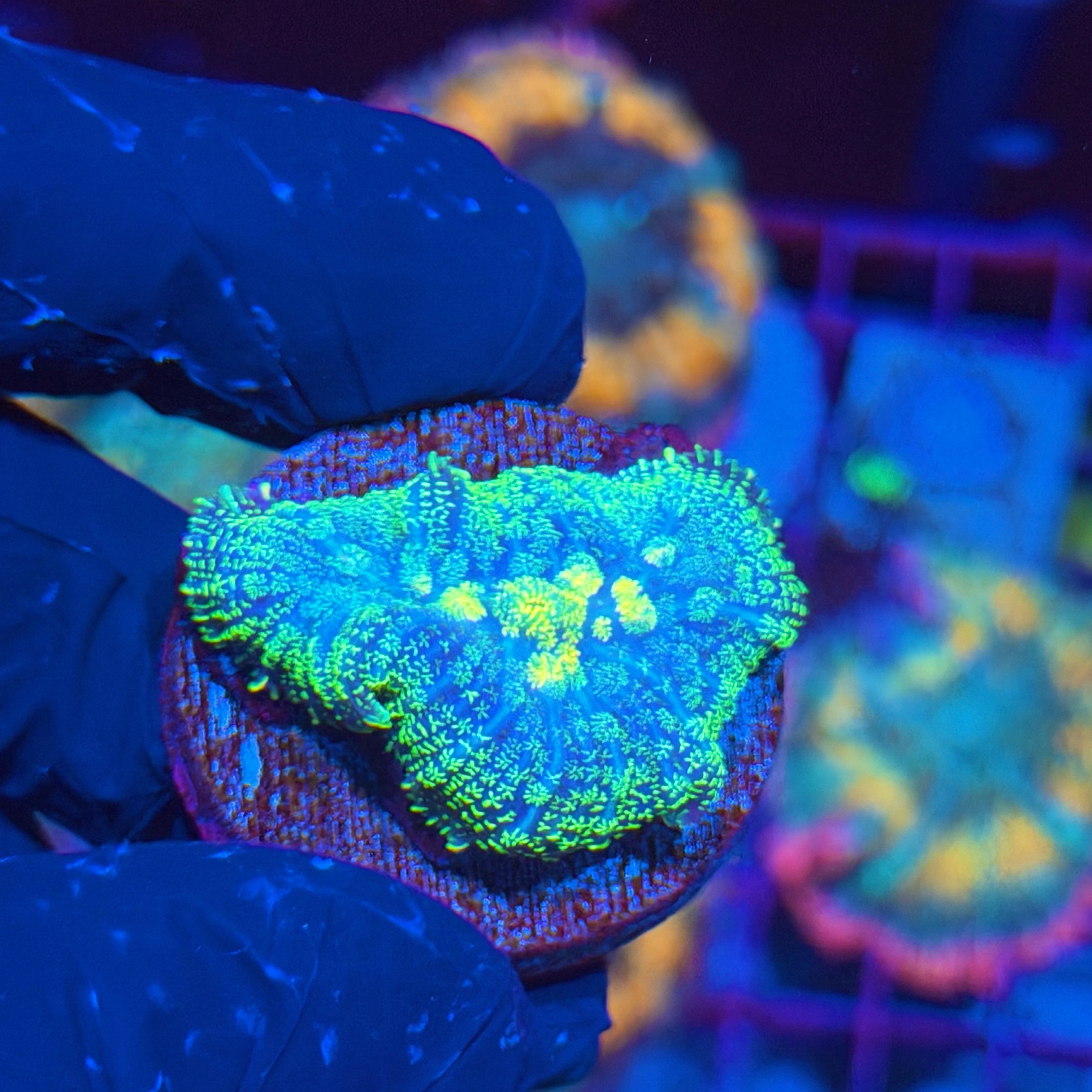 JEA Cosmic Glitter Mushroom Coral XL 6/3