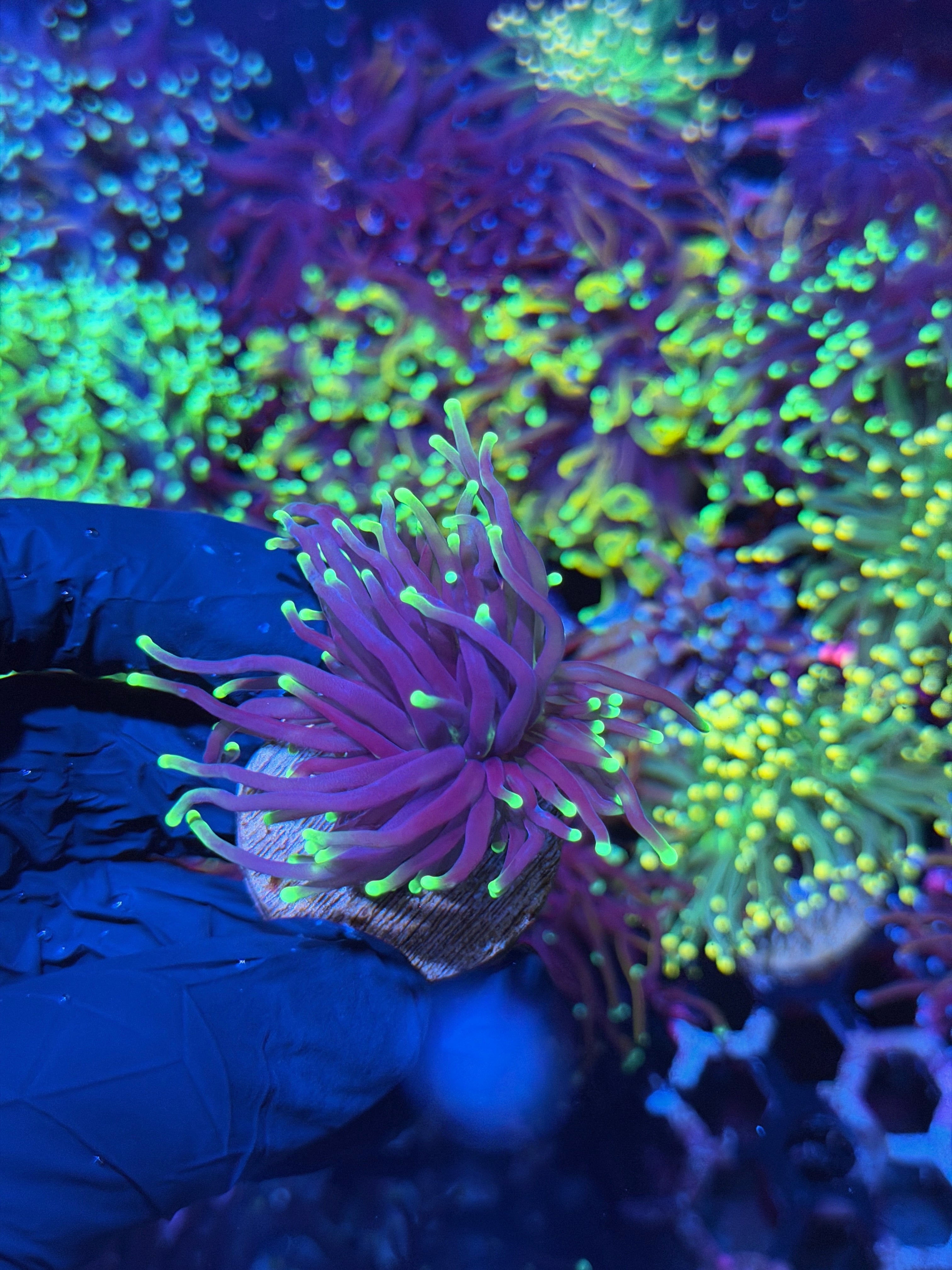JEA Grim Reaper Torch Coral 1 Head XL