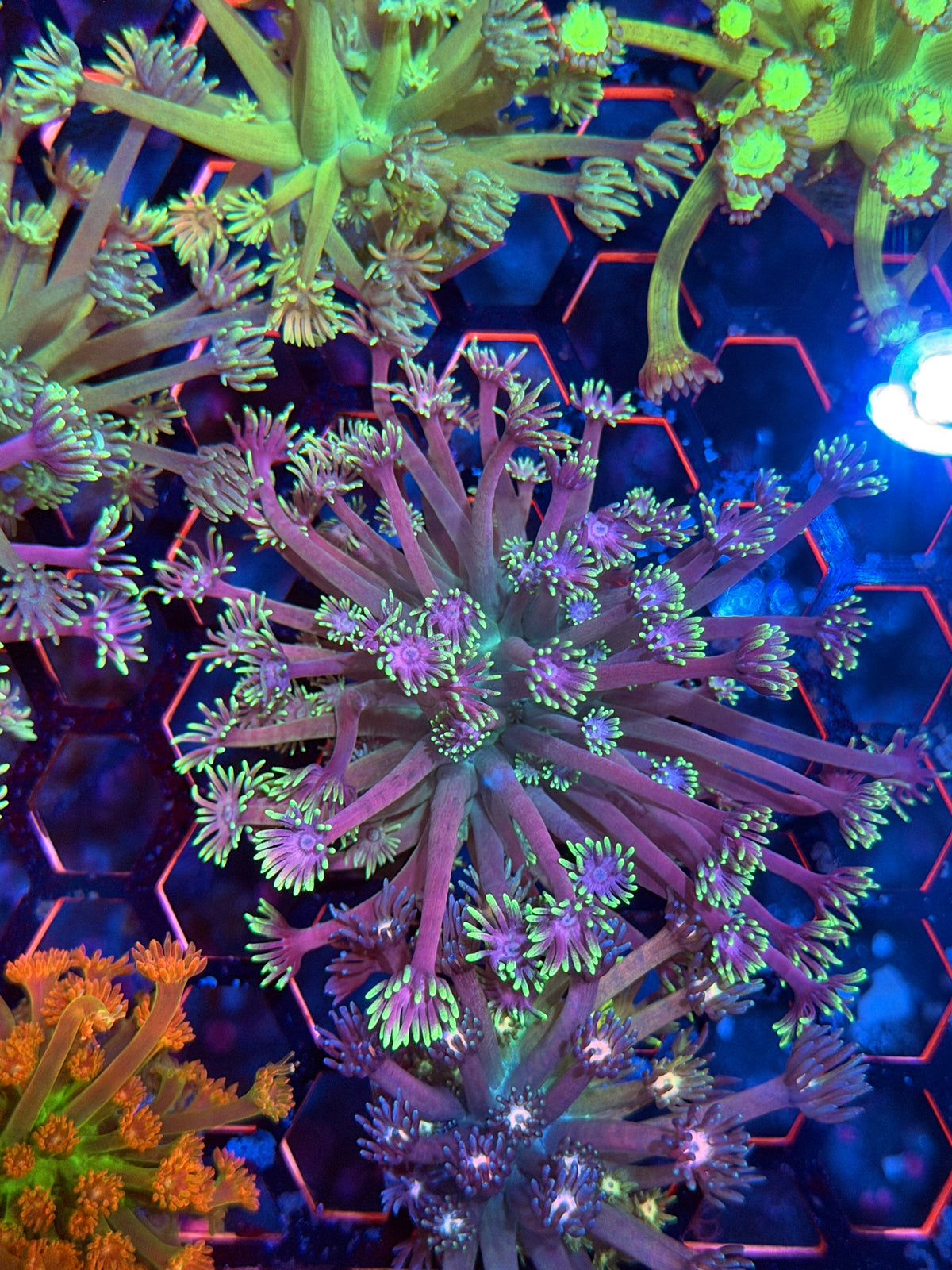 JEA Demon Slayer Goniopora CoRAL XL