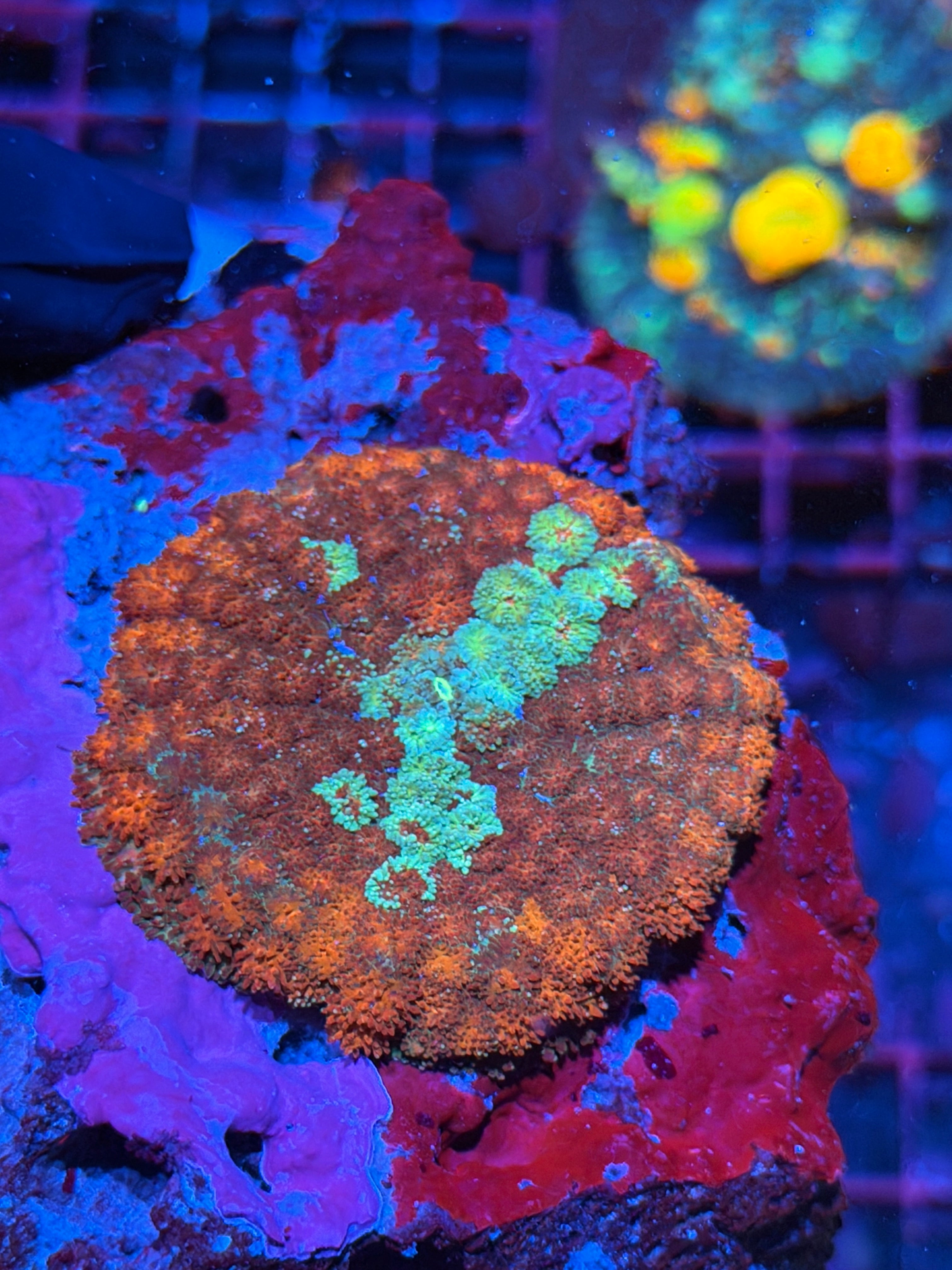 JEA Captain America Pincushion Mushroom Coral XXL 2/25