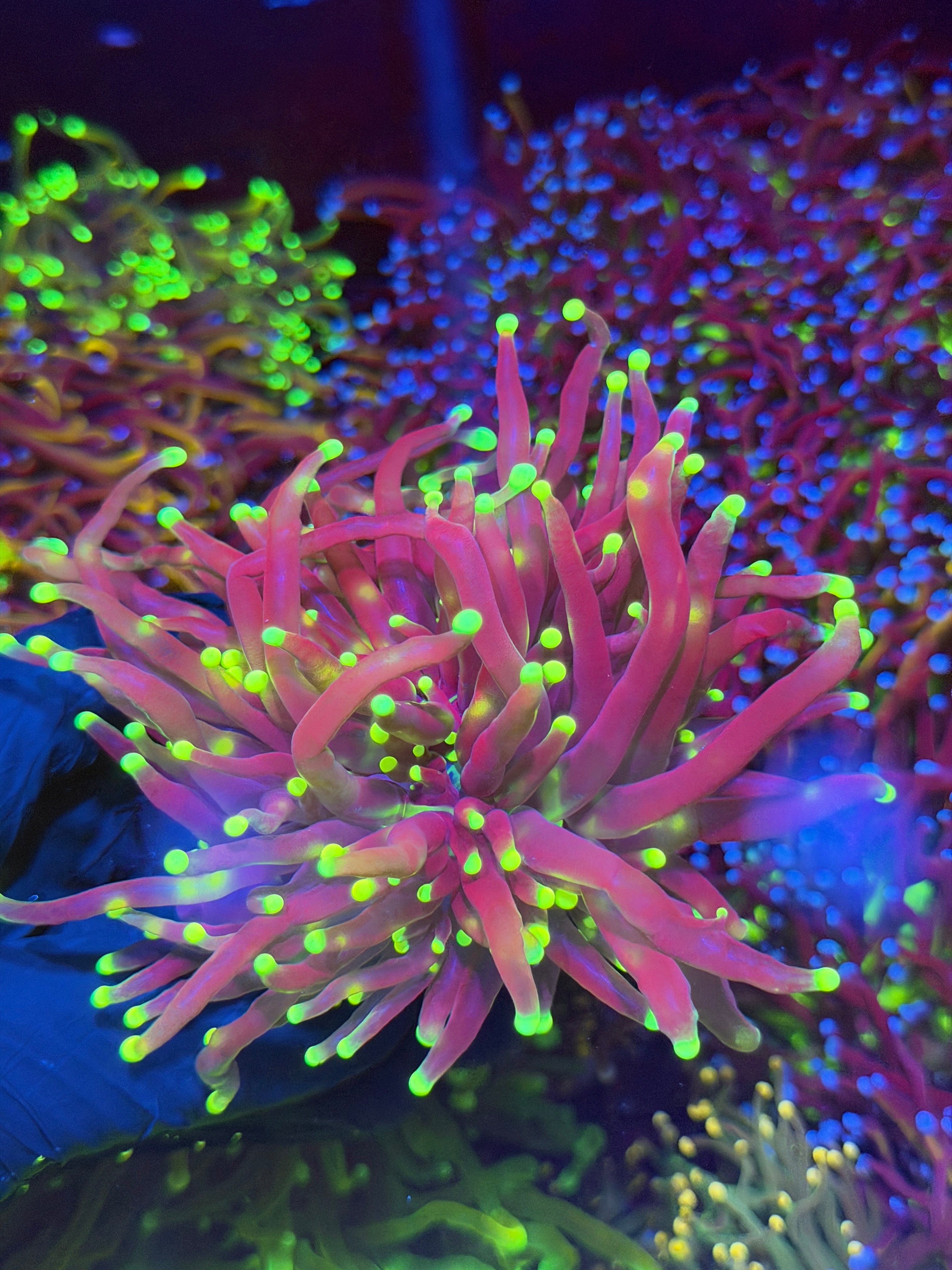 JEA HiLighter Torch Coral Splitting 2 Heads XXL