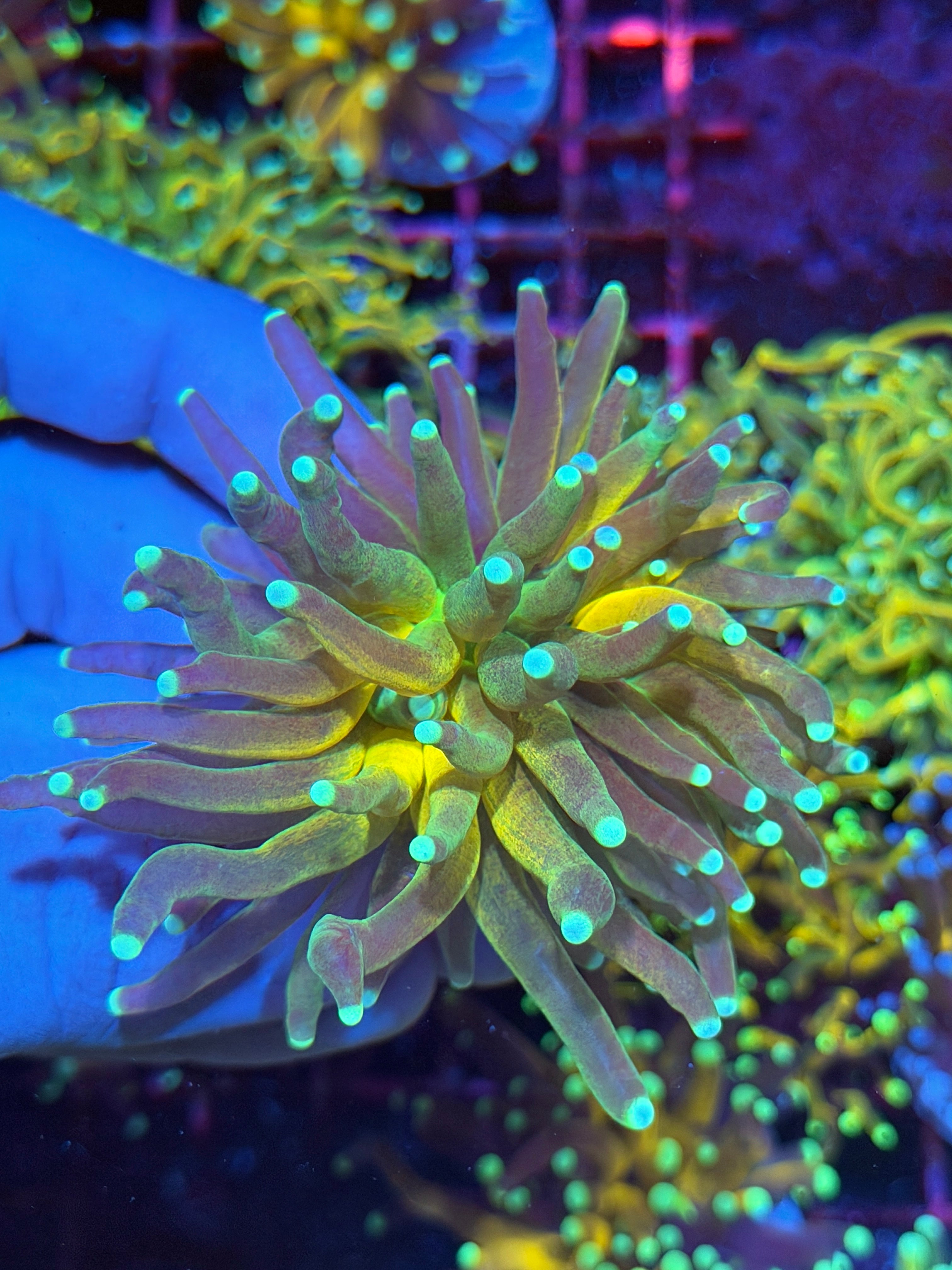 JEA Reverse Branching Tiger 2.0 Torch Coral 1 XL Head Splitting -