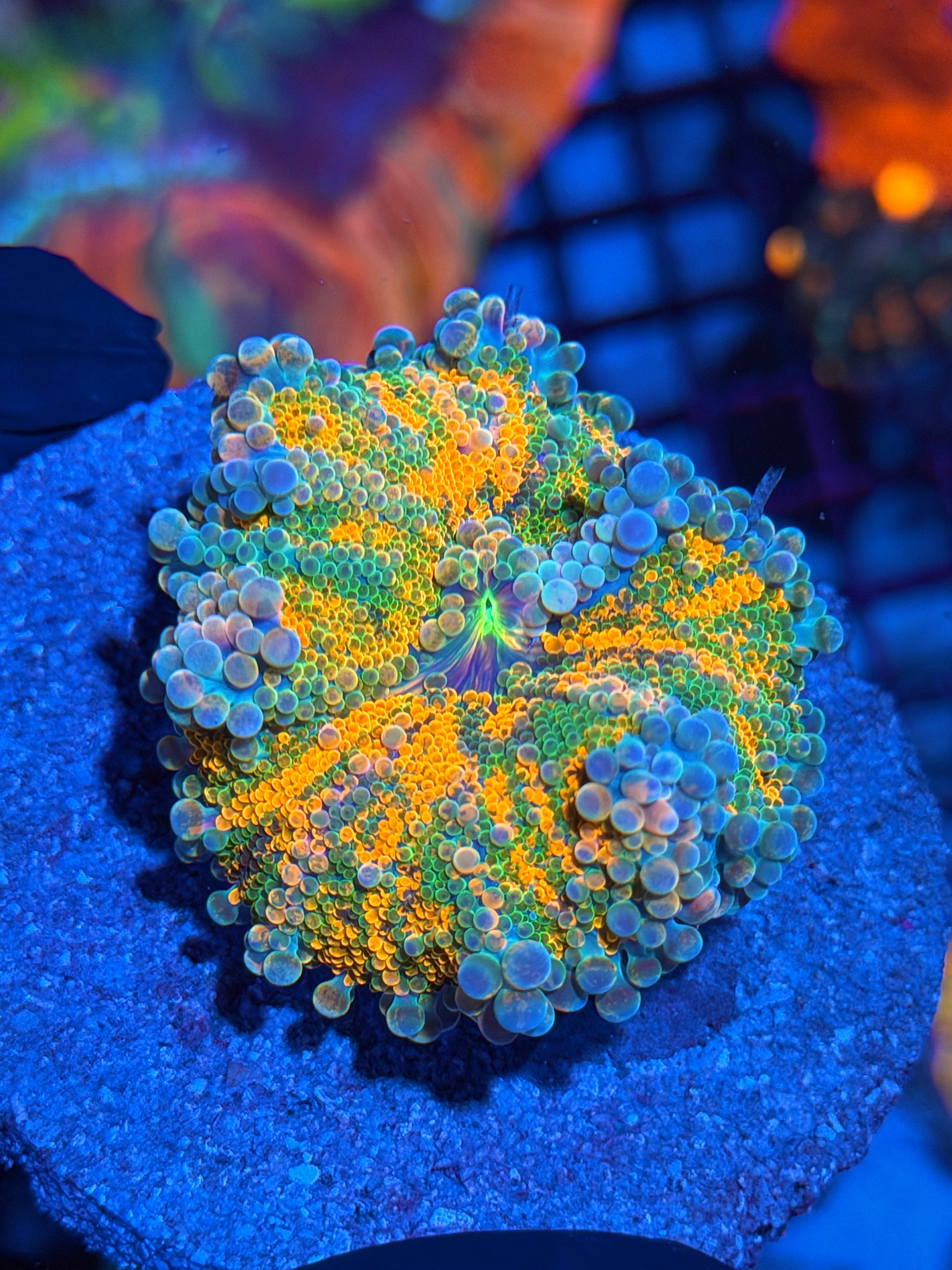 JEA Crayola Meltdown Yuma Mushroom Coral XL Show Piece Insane Bouncing 2/25