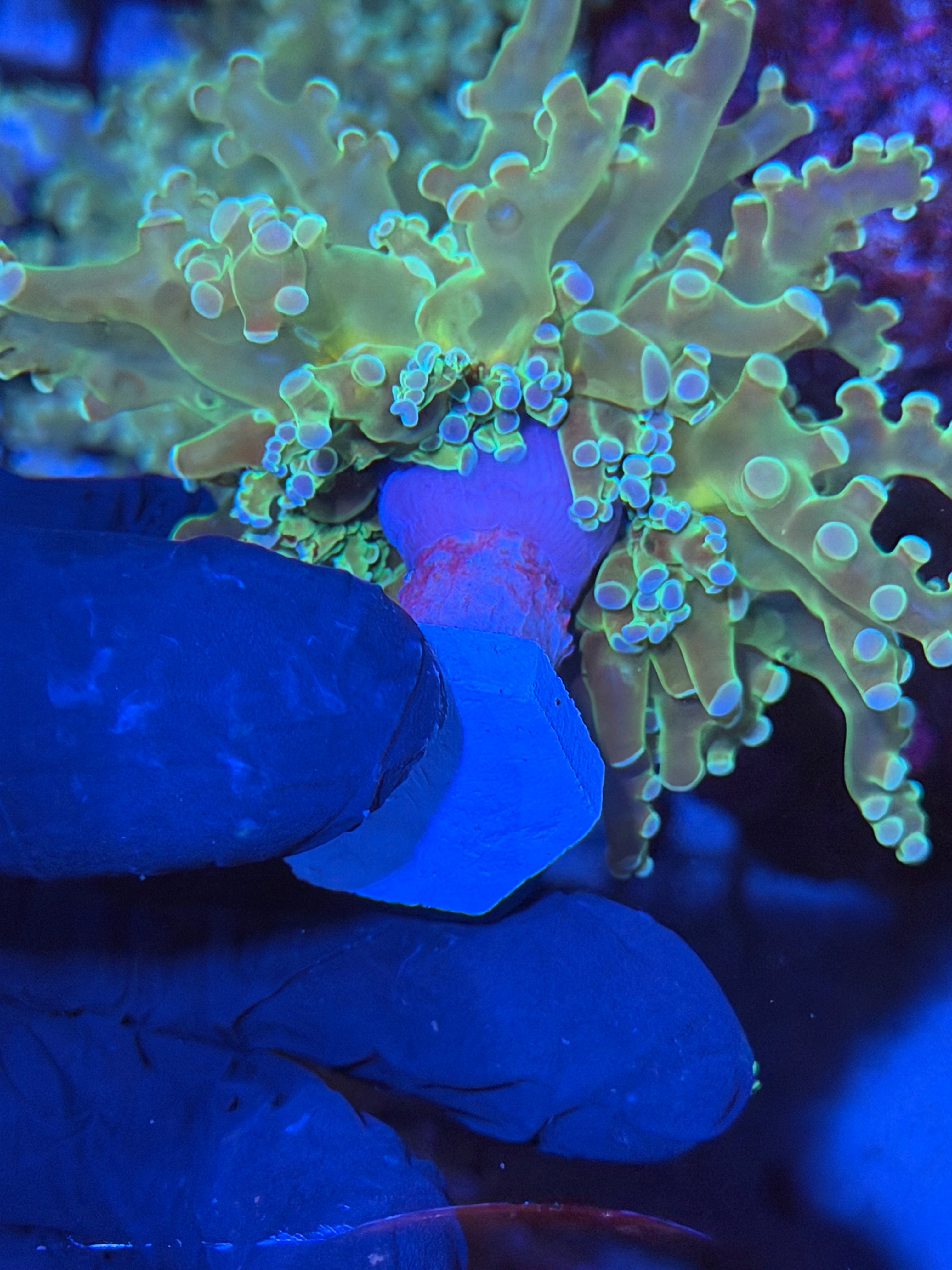 JEA Holy Grail Frogspawn Coral 1 XL Head Splitting 12/1