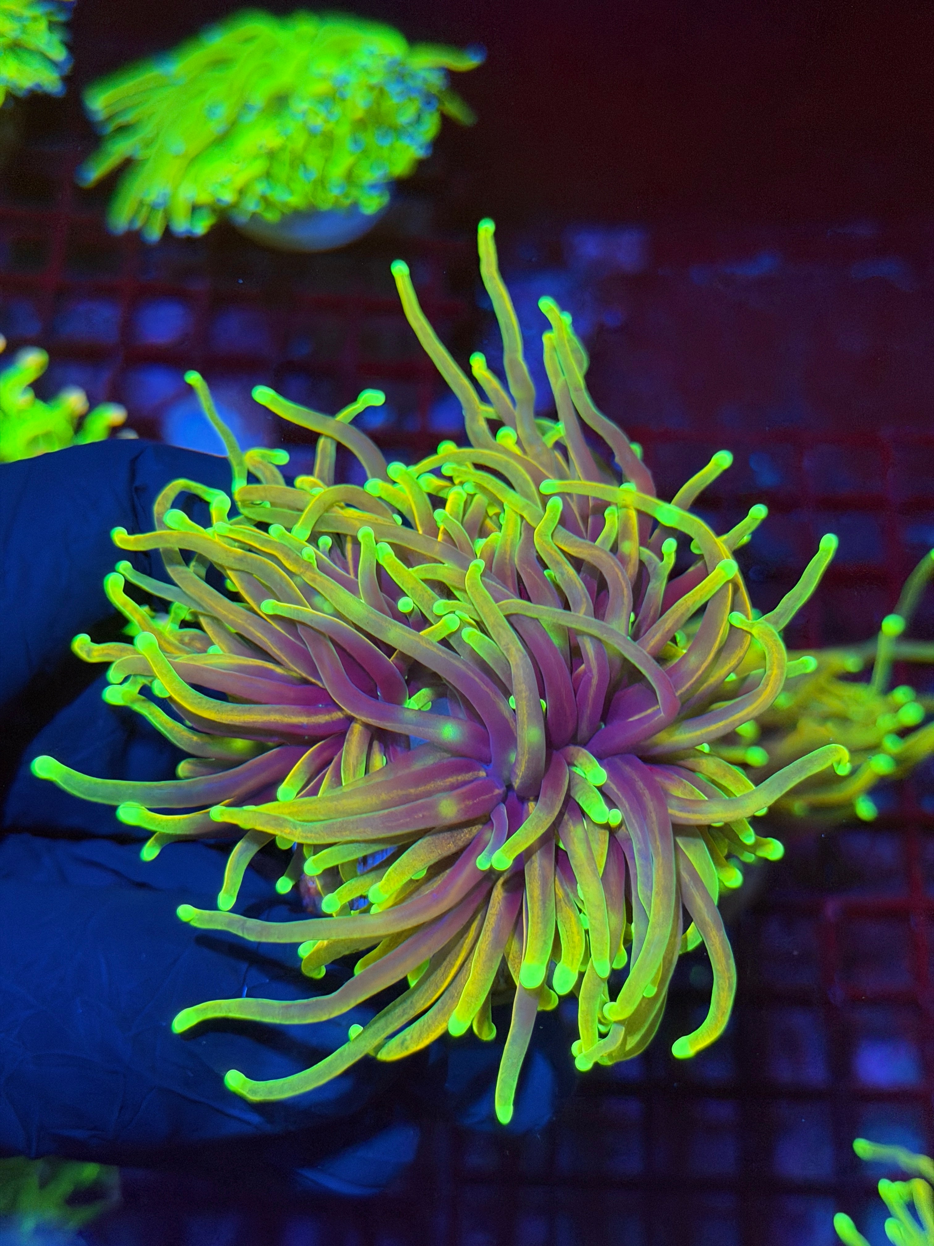 JEA Dragon Fire Torch Coral 3 Heads XL 9/6