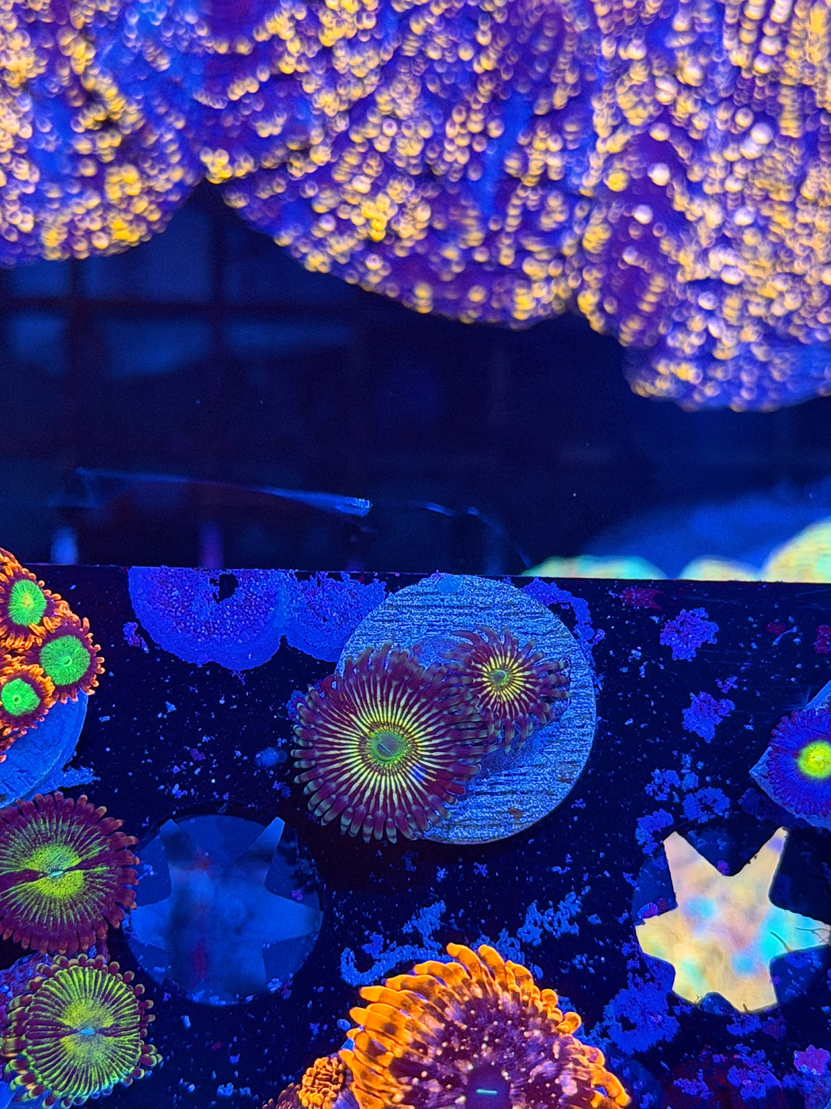 RFU Oscillator Zoanthid Coral 2 Polyps