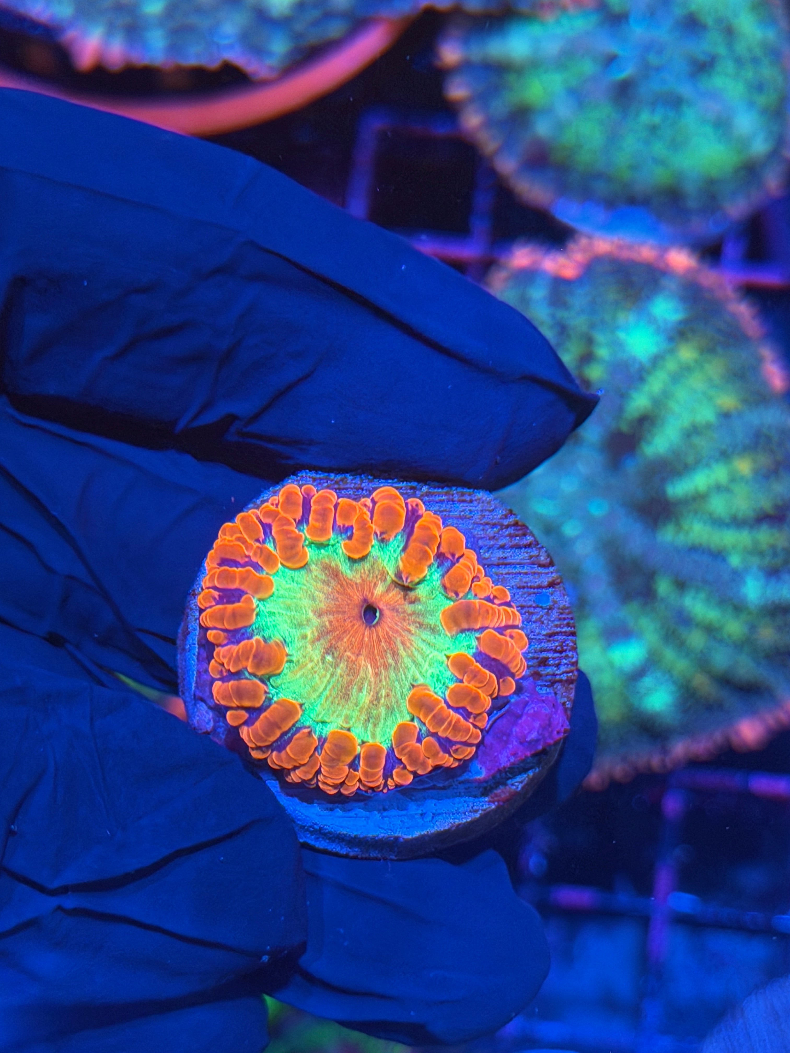 JEA Rainbow Explosion Blastomussa Coral 12/1