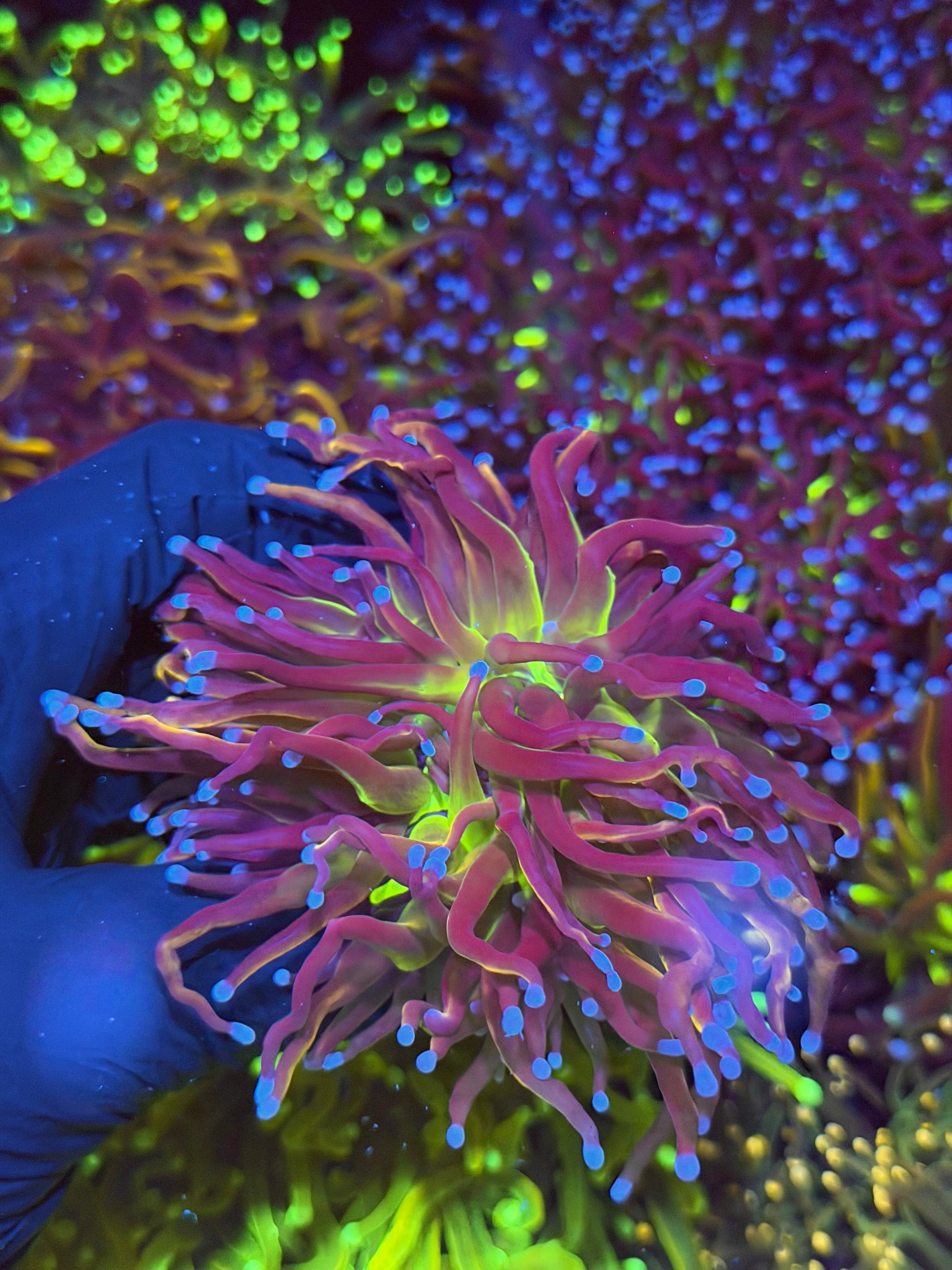 JEA Dragon God Torch Coral Heads Splitting *New Release*