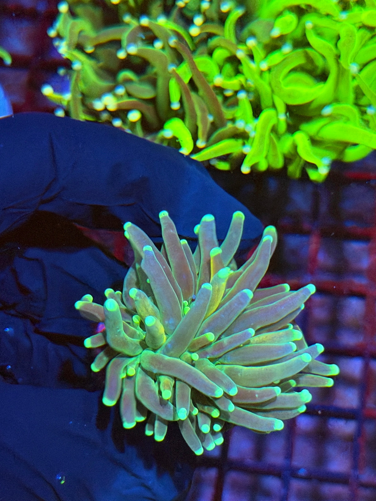 JEA Reverse Tiger Torch Coral 1 XXL Head 9/22