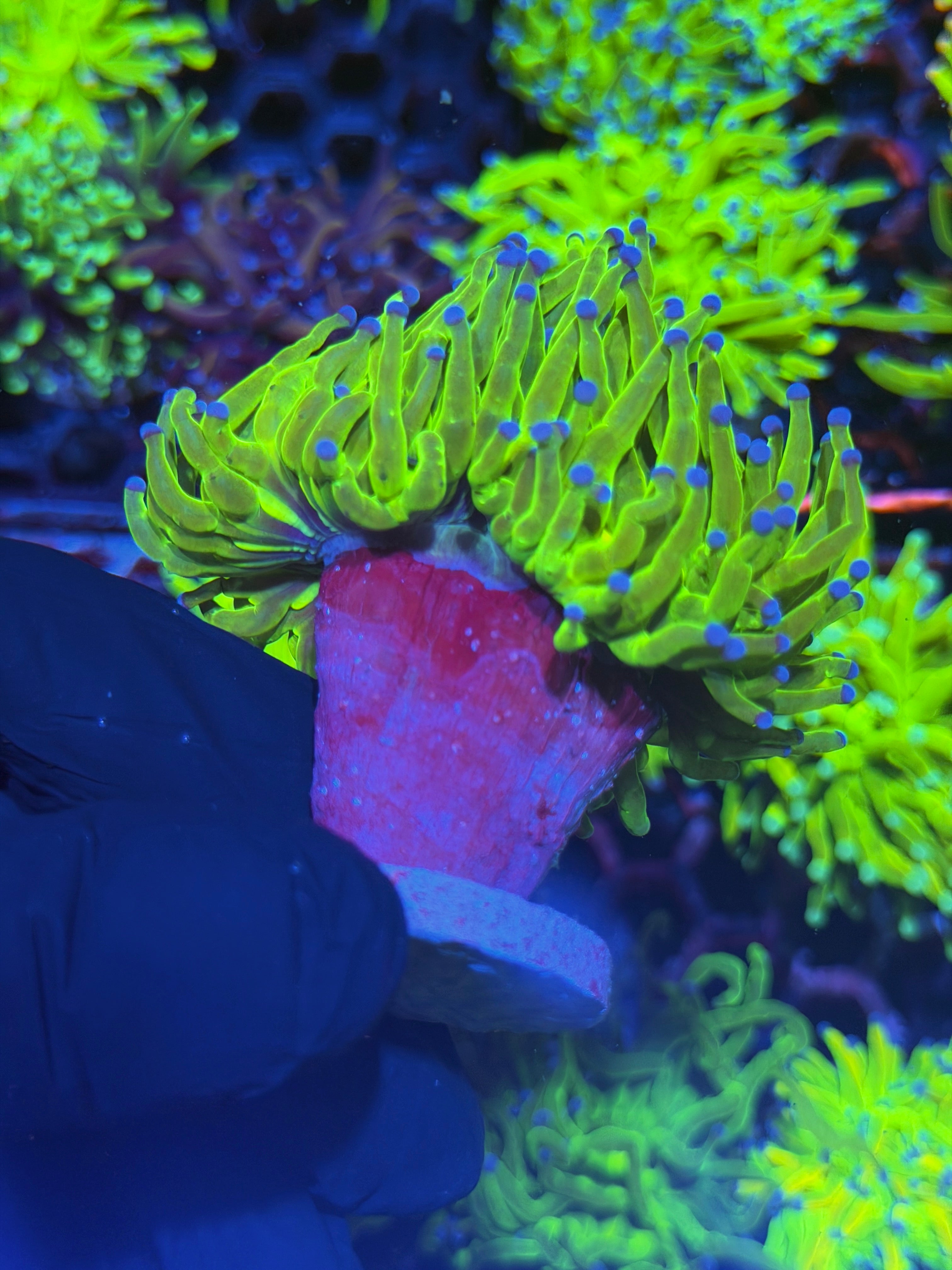 JEA Malaysian Holy Grail Torch Coral 2 Heads Splitting XL 8/1