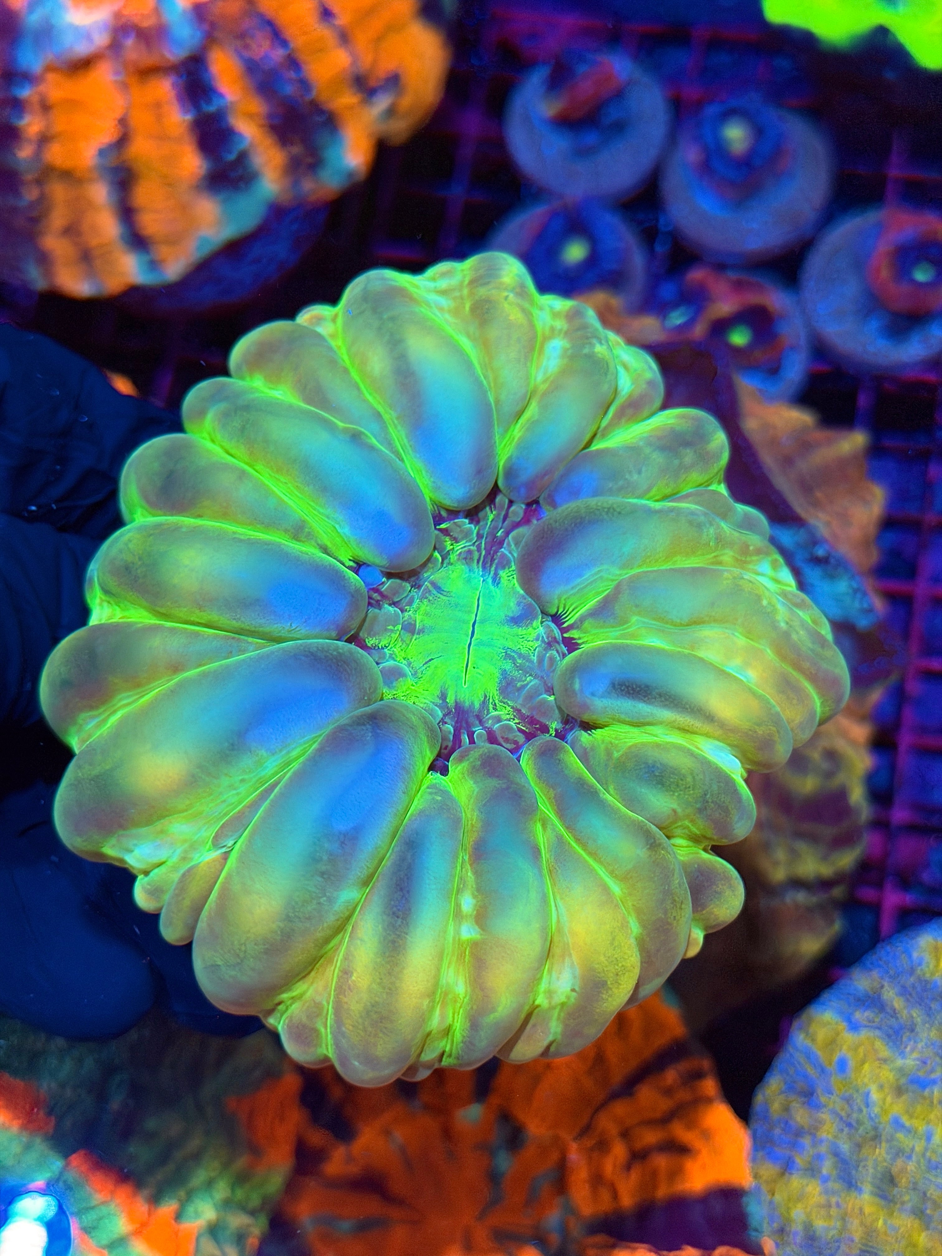 Holographic Cynarina Meat Coral XL Show Piece BRIGHT 8/28