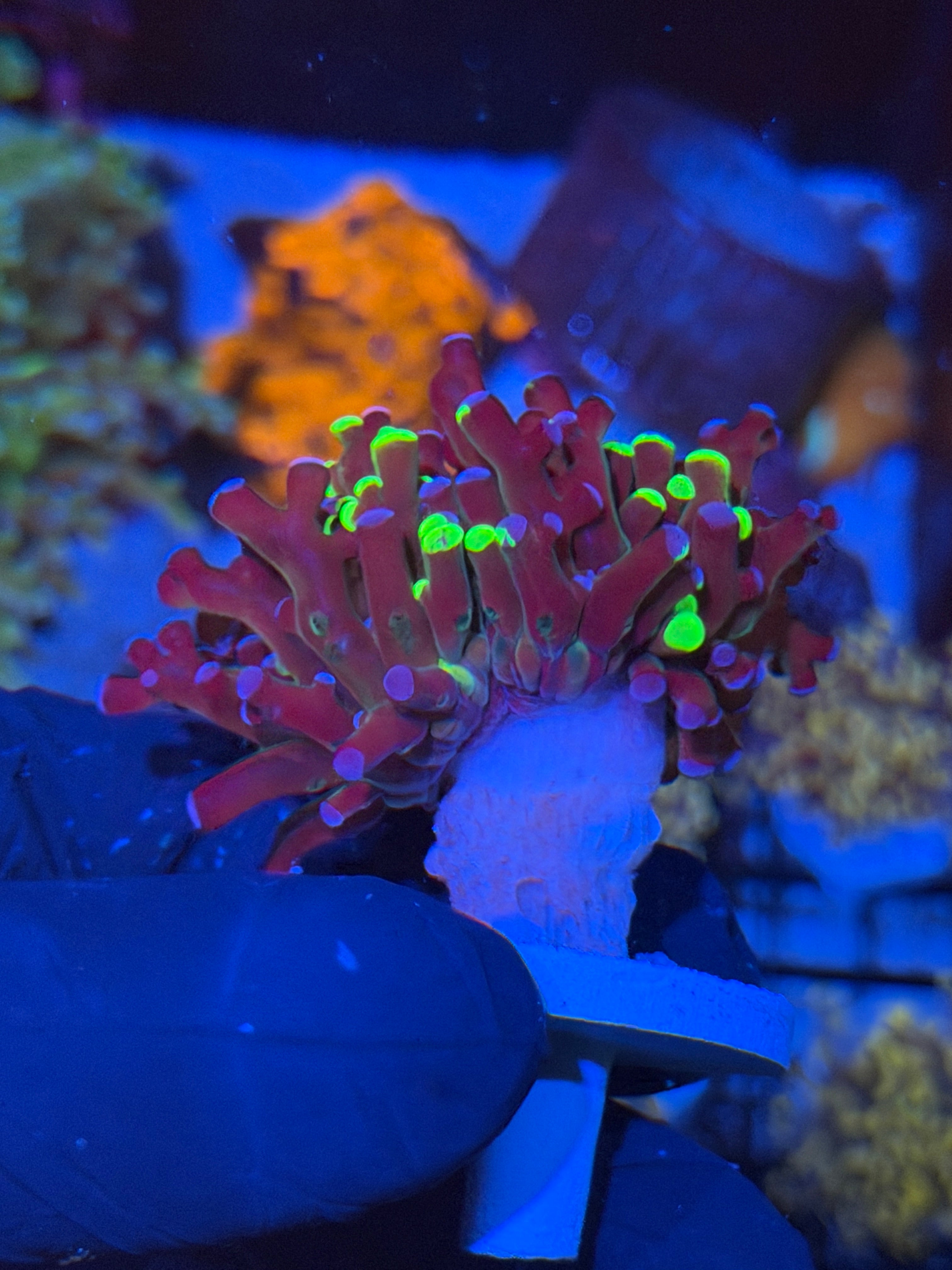 JEA Mardi Gras Grafted Frogspawn Coral 1 XL Head 7/15