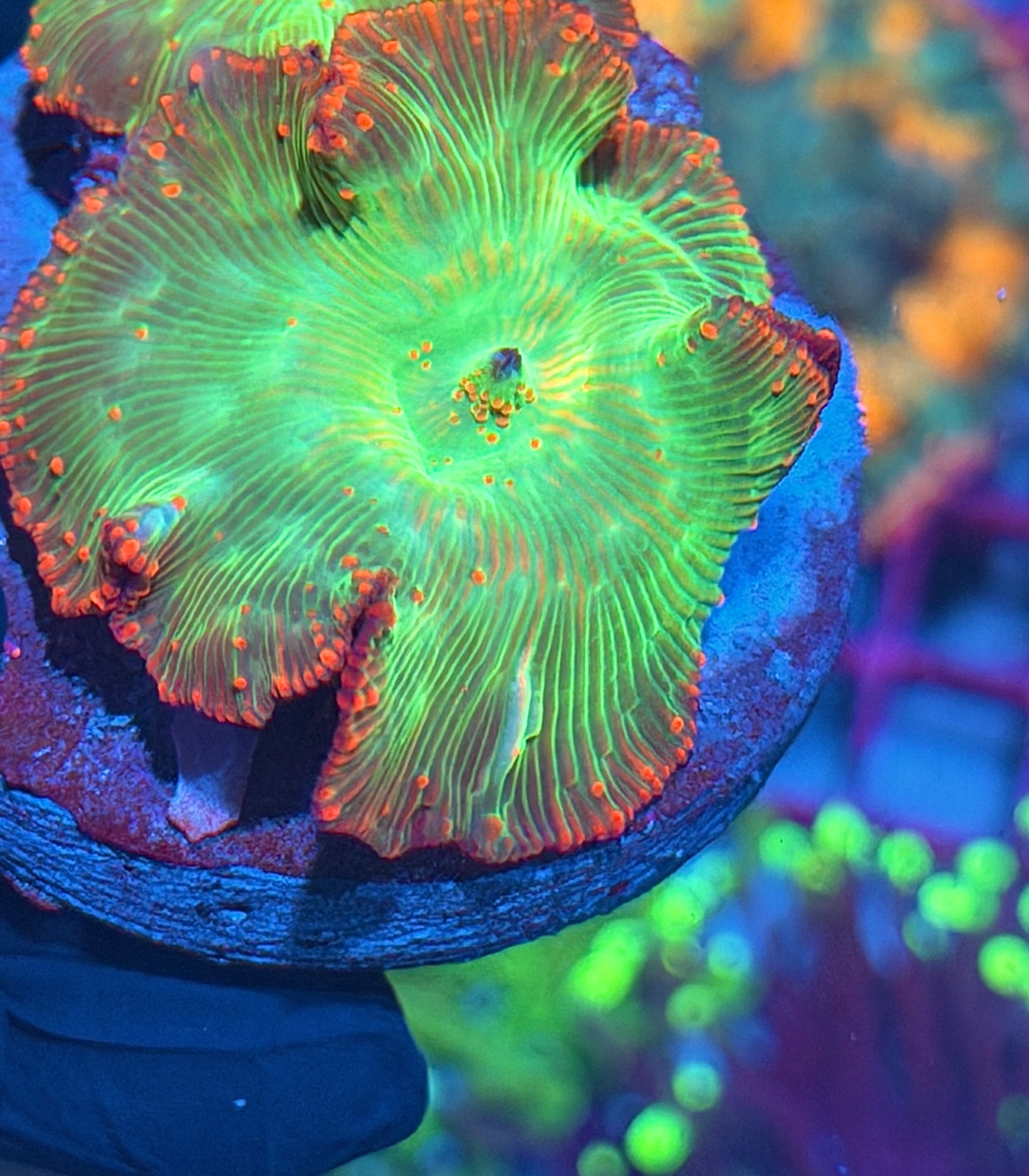 JEA Heartbreaker Eclectus Jawbreaker Mushroom Coral XXL Insane 8/1