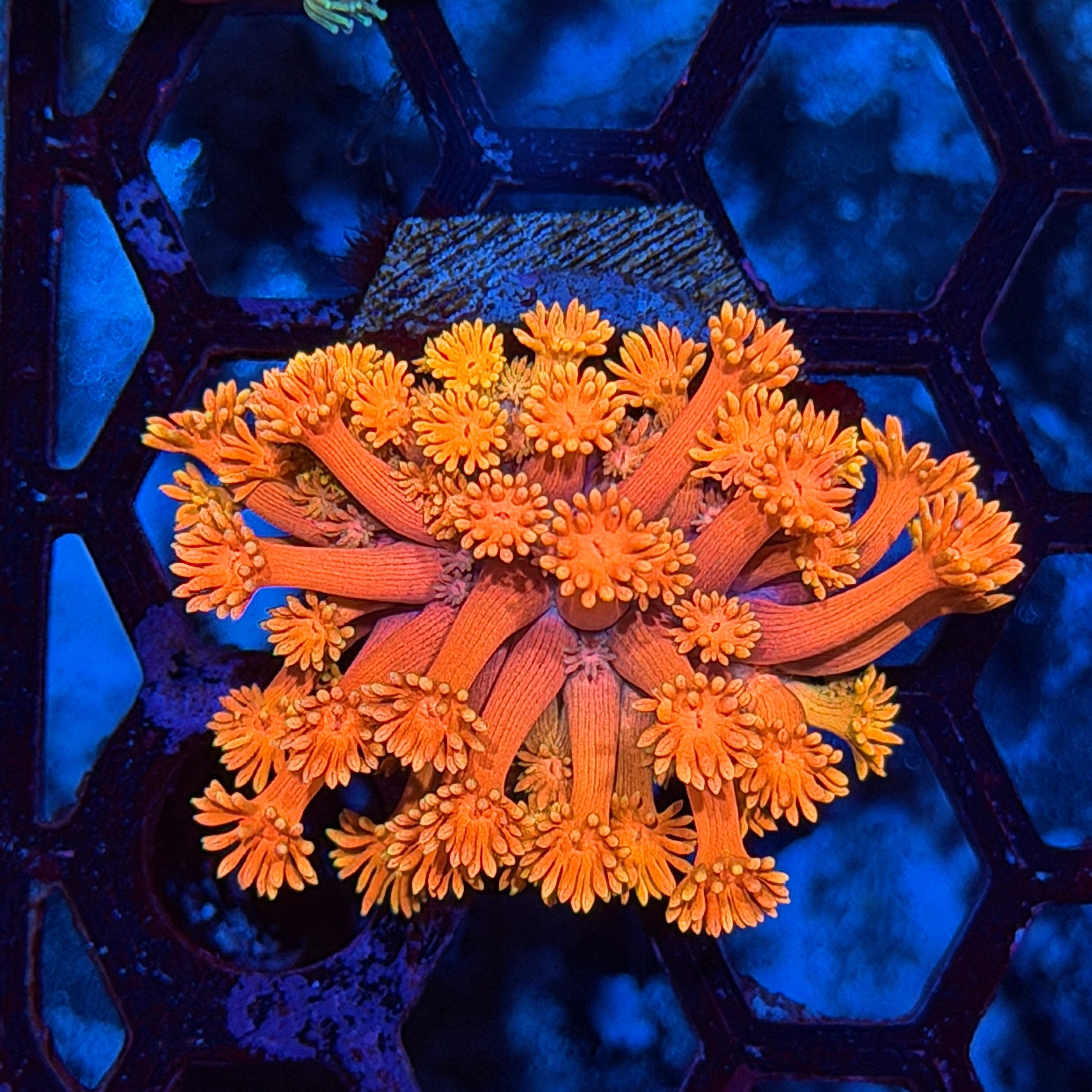 JEA Solar Flare Goniopora Coral 6/4