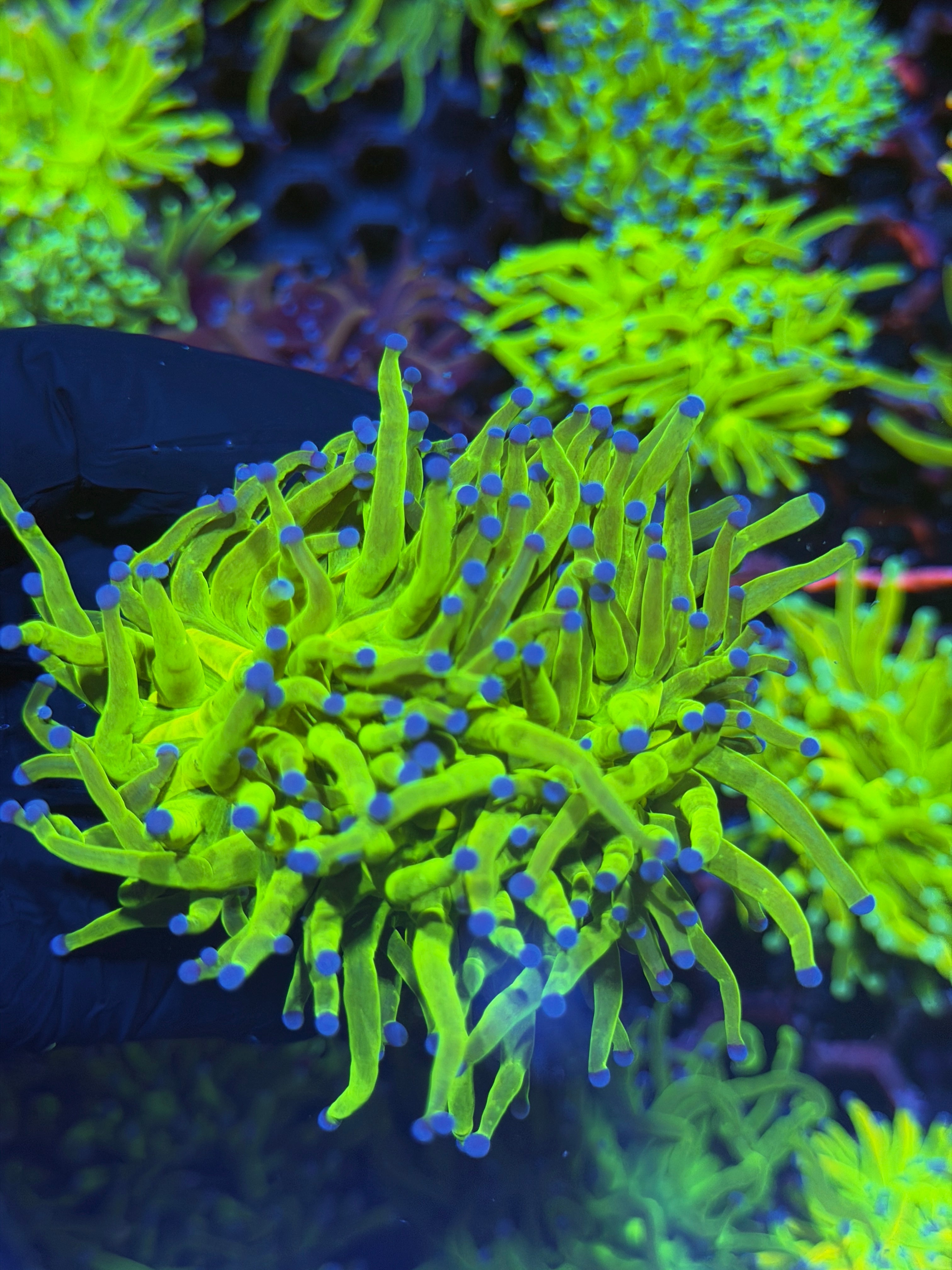 JEA Malaysian Holy Grail Torch Coral 2 Heads Splitting XL 8/1