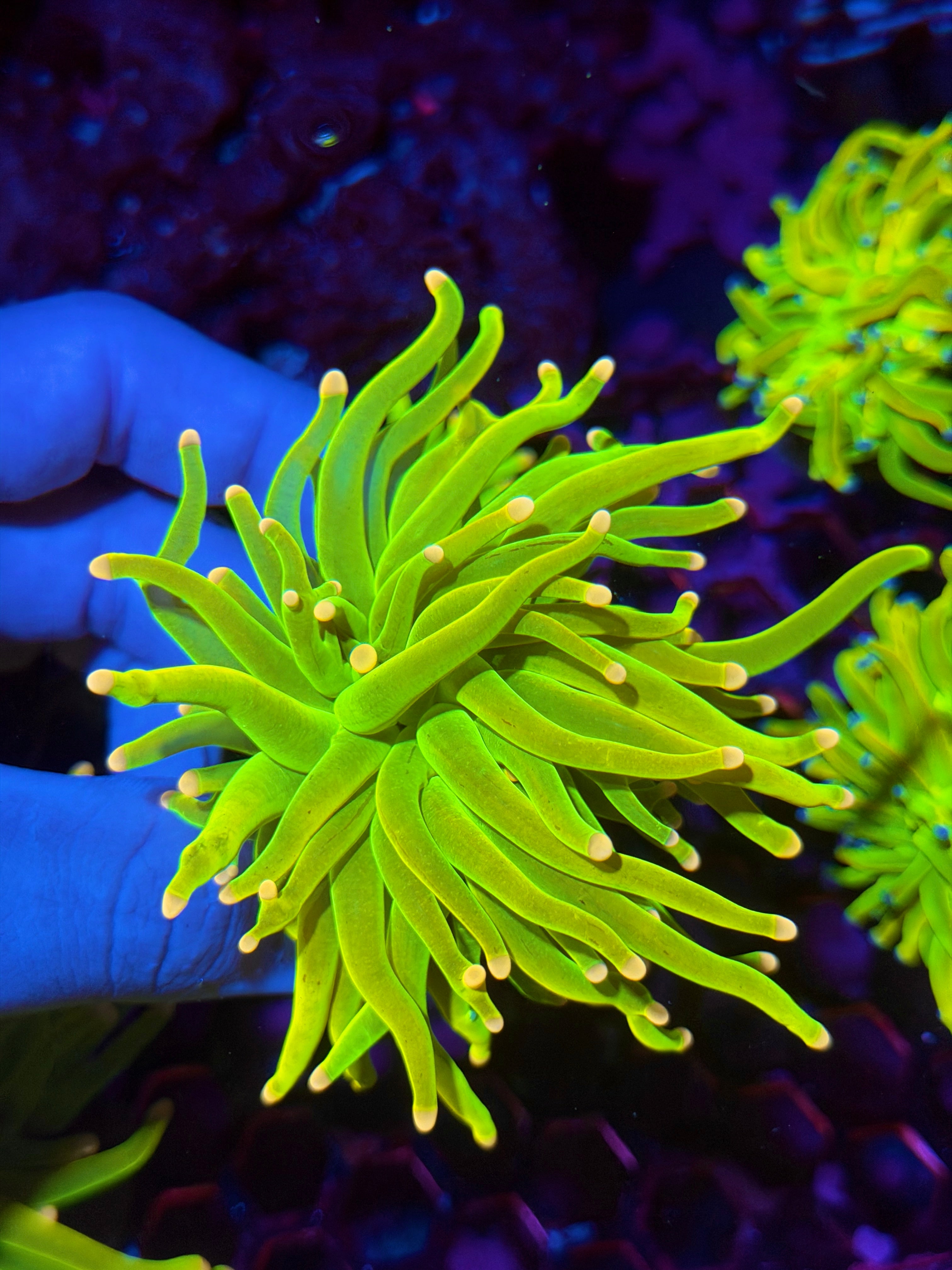 JEA Care Bears Holy Grail Torch 1 XL Head 11/28