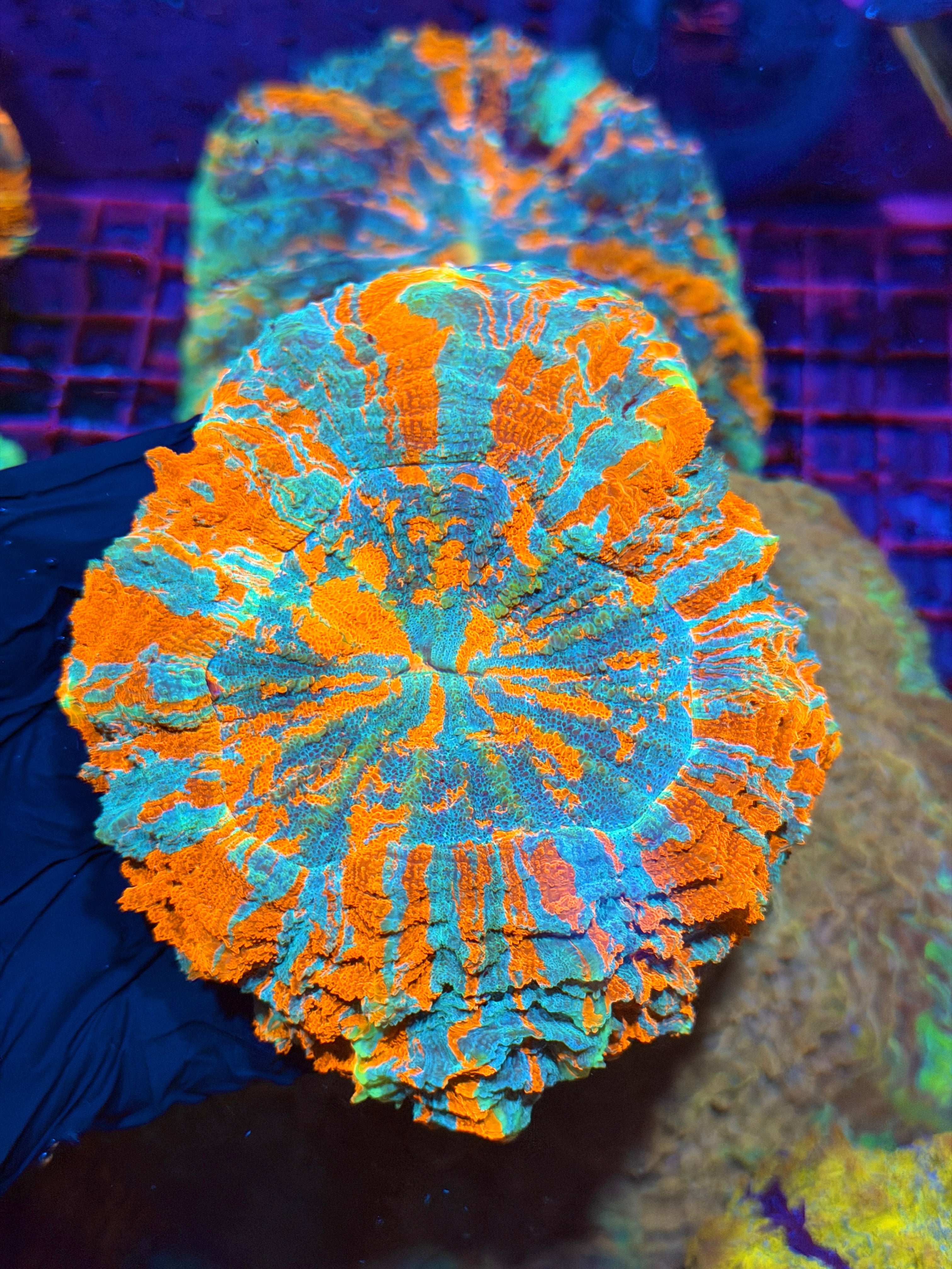 Insane Bright Striped Acanthophyllia Meat Coral XL 2/25