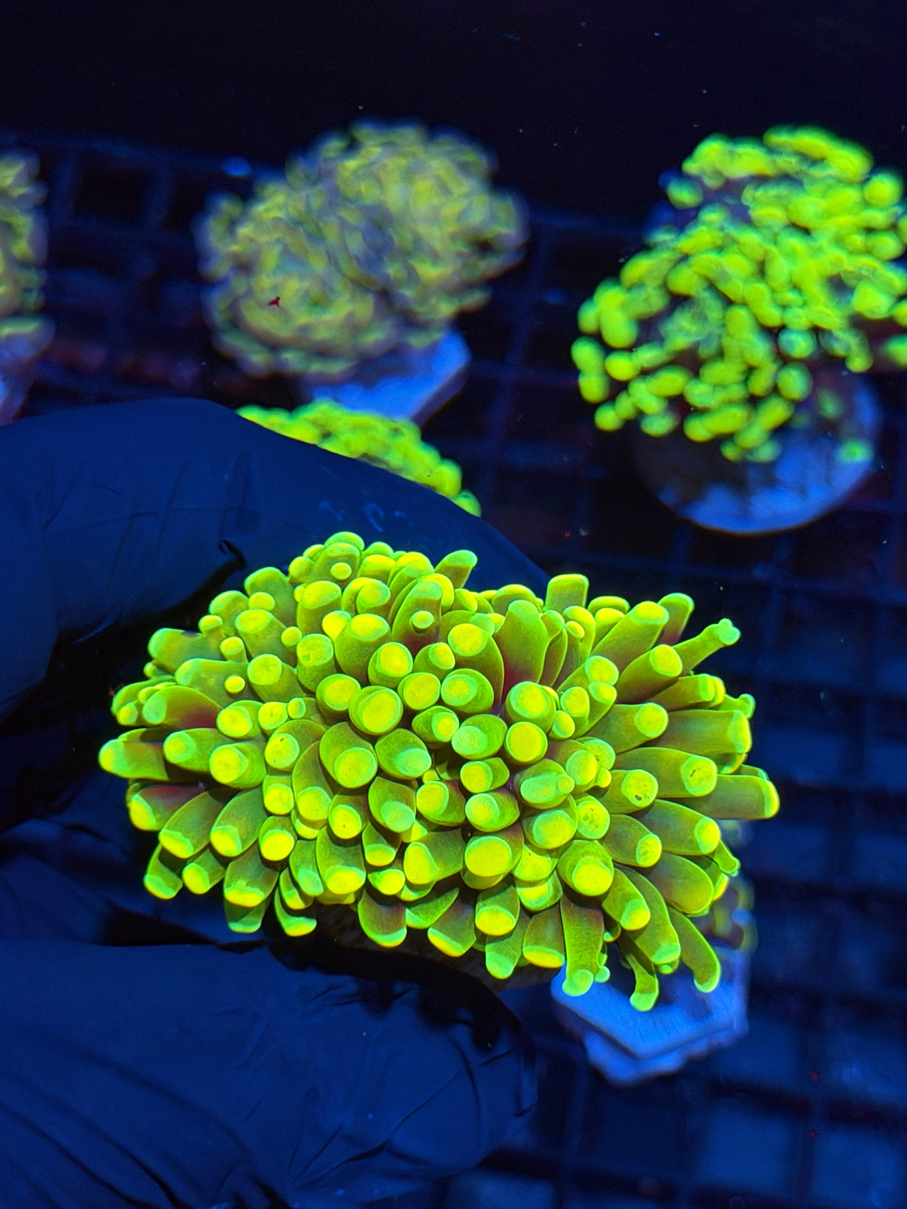 JEA Holy Grail Hammer Coral 2 XXL Heads Insane AQUACULTURED 6/4