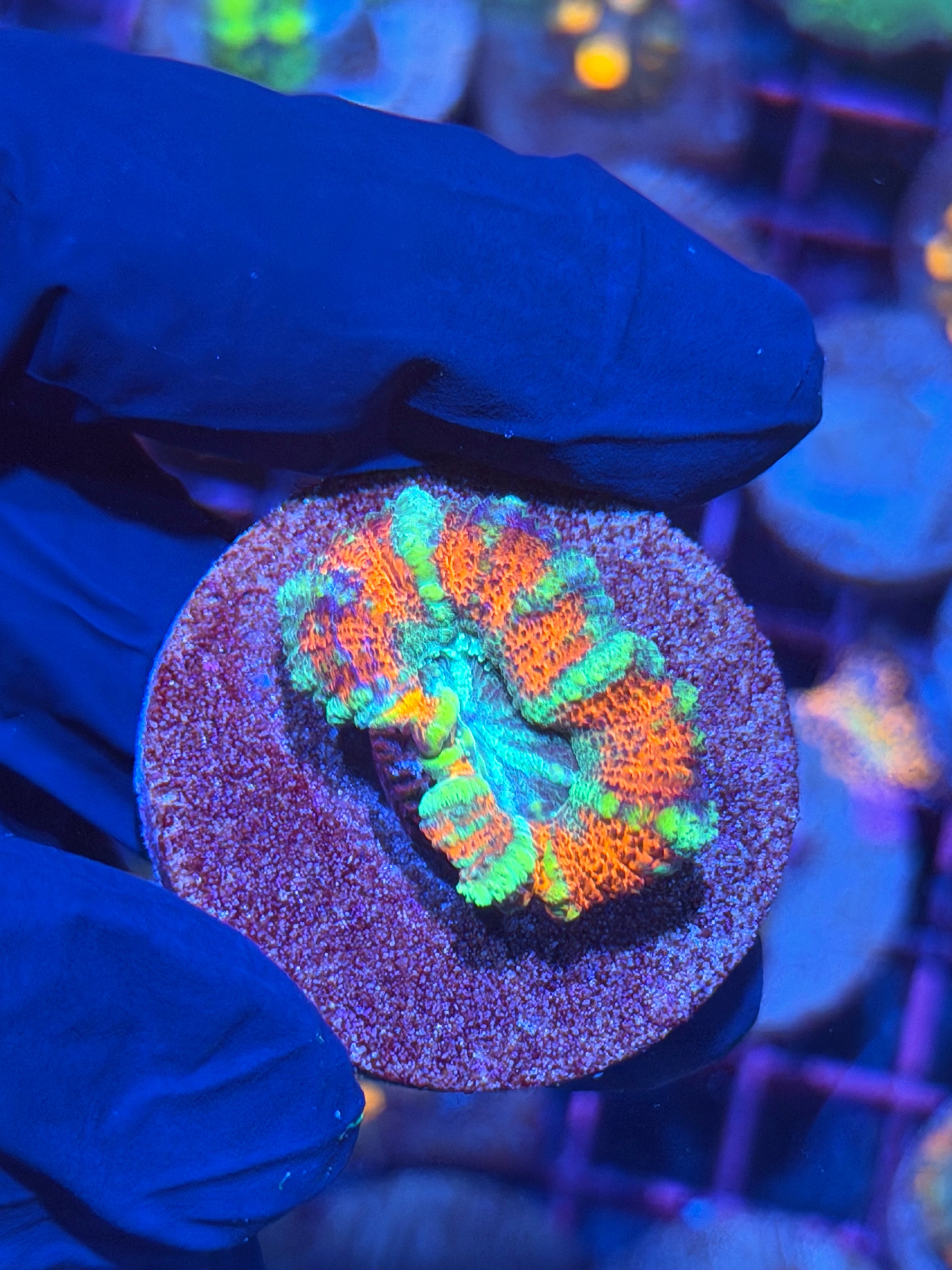 JEA Rainbow Whirlpool Asian Acans 1 XL Head 11/3