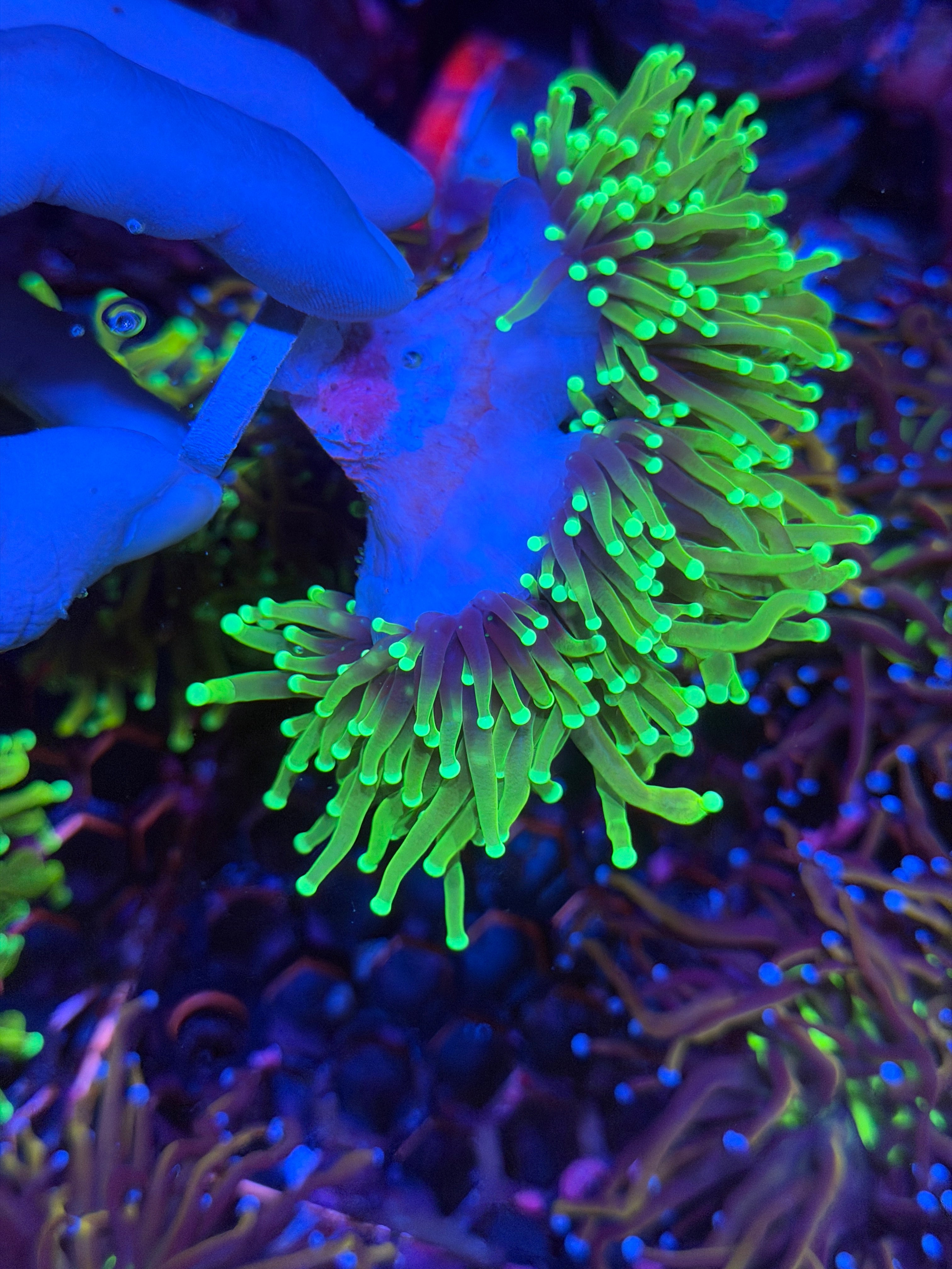 JEA Hell Fire Torch Coral 3 Heads Splitting XXL 11/28