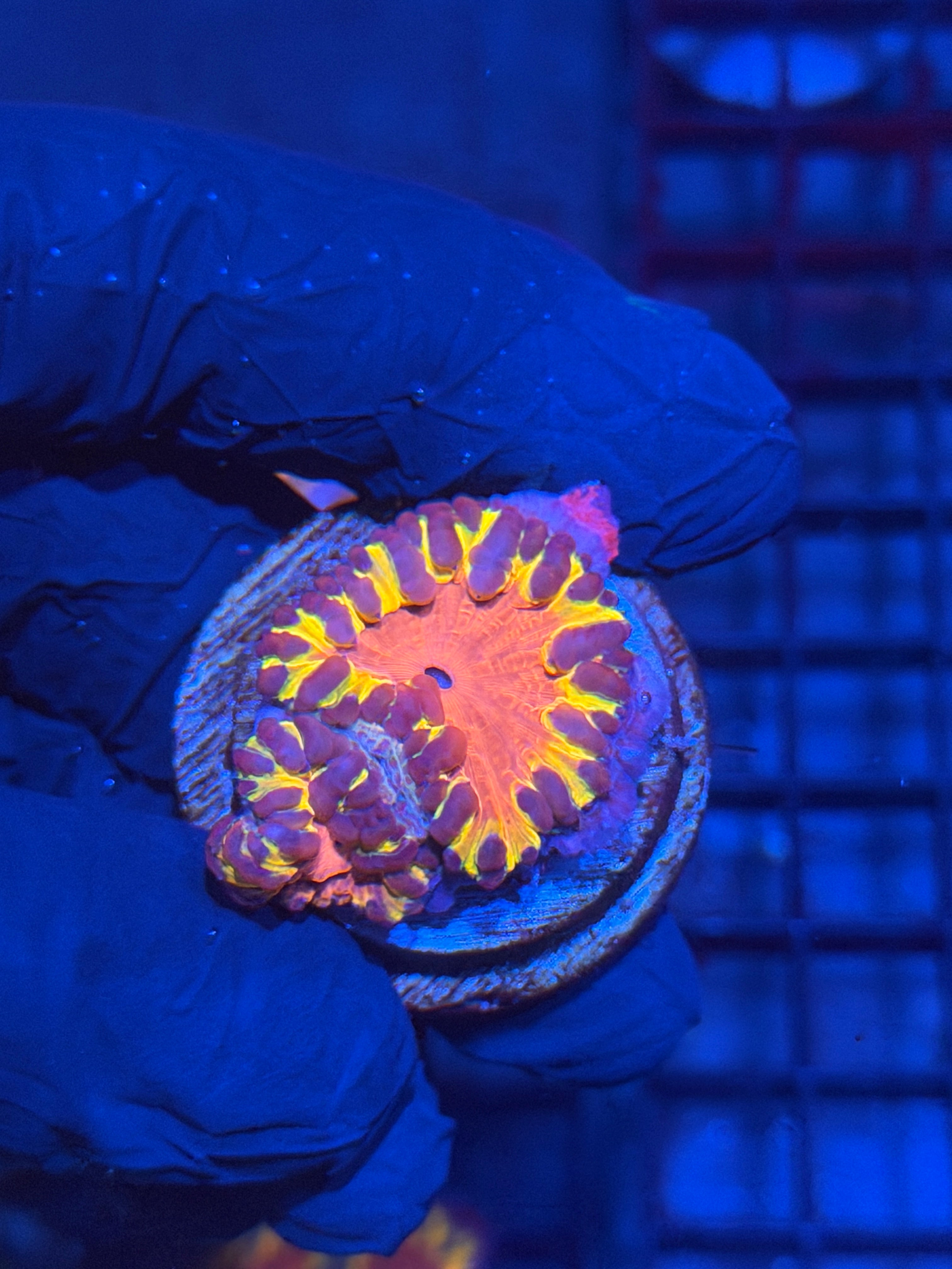 JEA OG Flamethrower Blastomussa Coral 2 Heads * LAST FRAG * 12/1