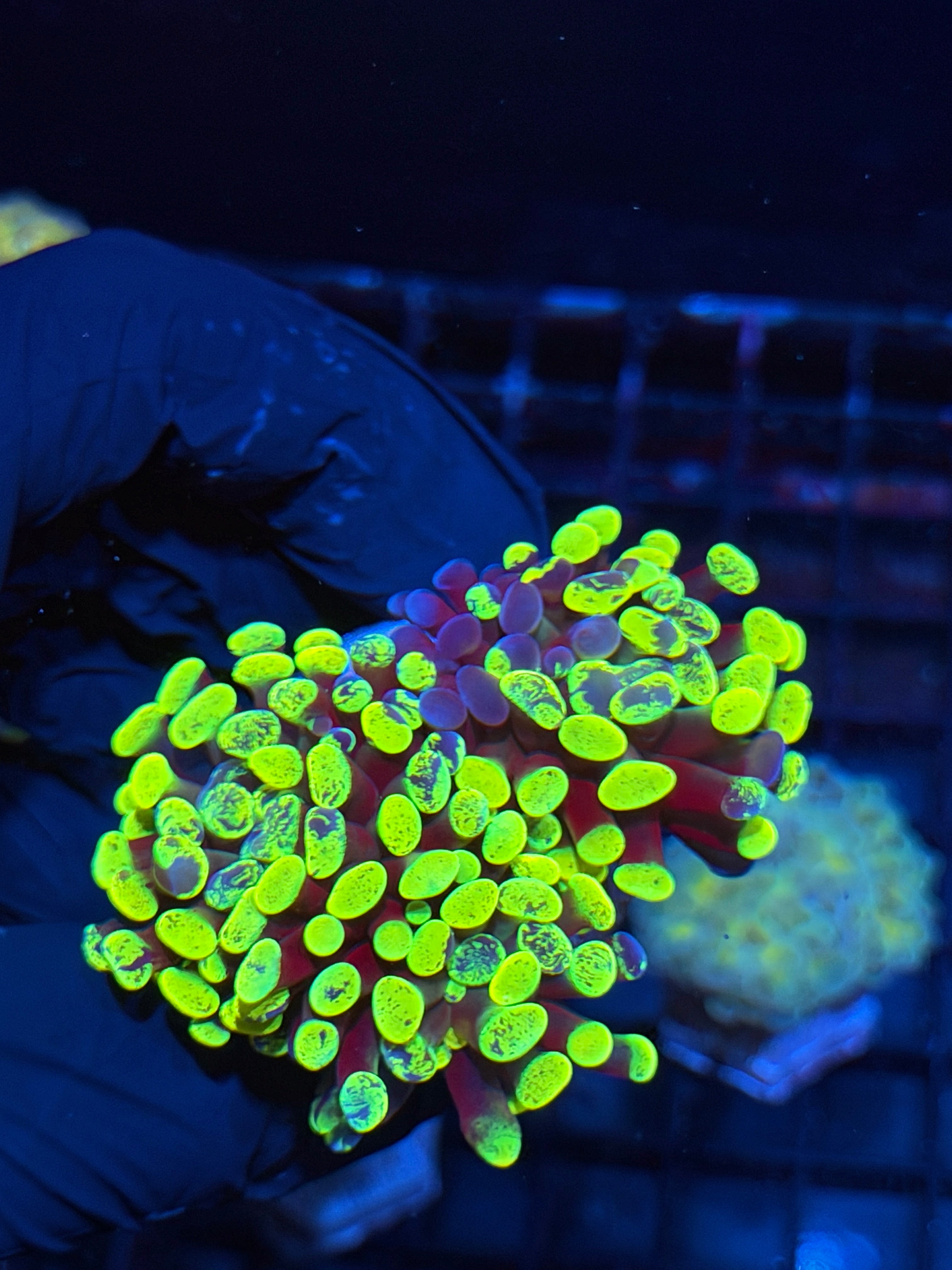JEA Zeus Wrath Grafted Hammer Coral XXL 2 Heads 5+ Babies on Stalk 6/3