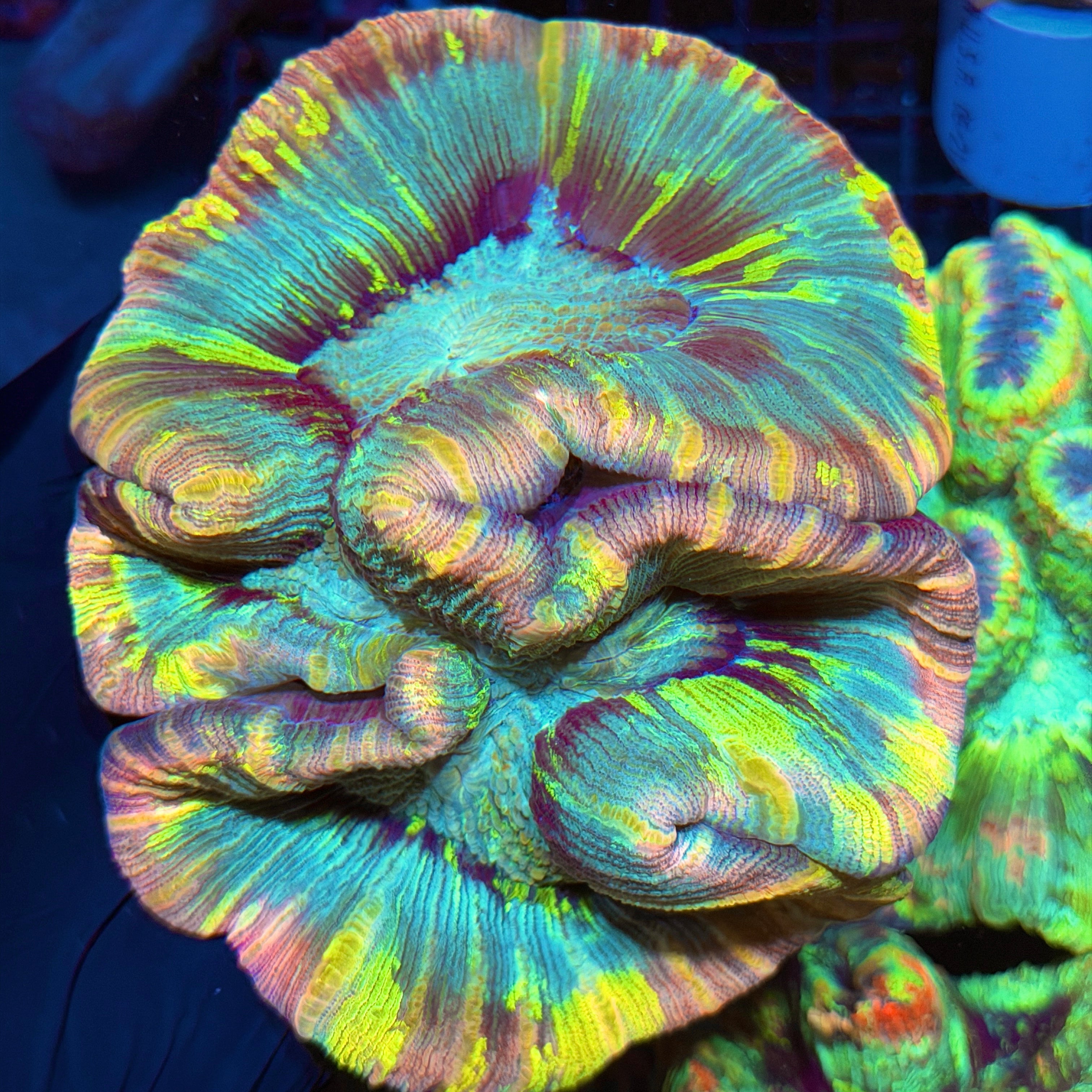 INSANE RAINBOW TIE DYE TRACHYPHYLLIA MEAT CORAL SHOW PIECE ONE OF A KIND 6/4