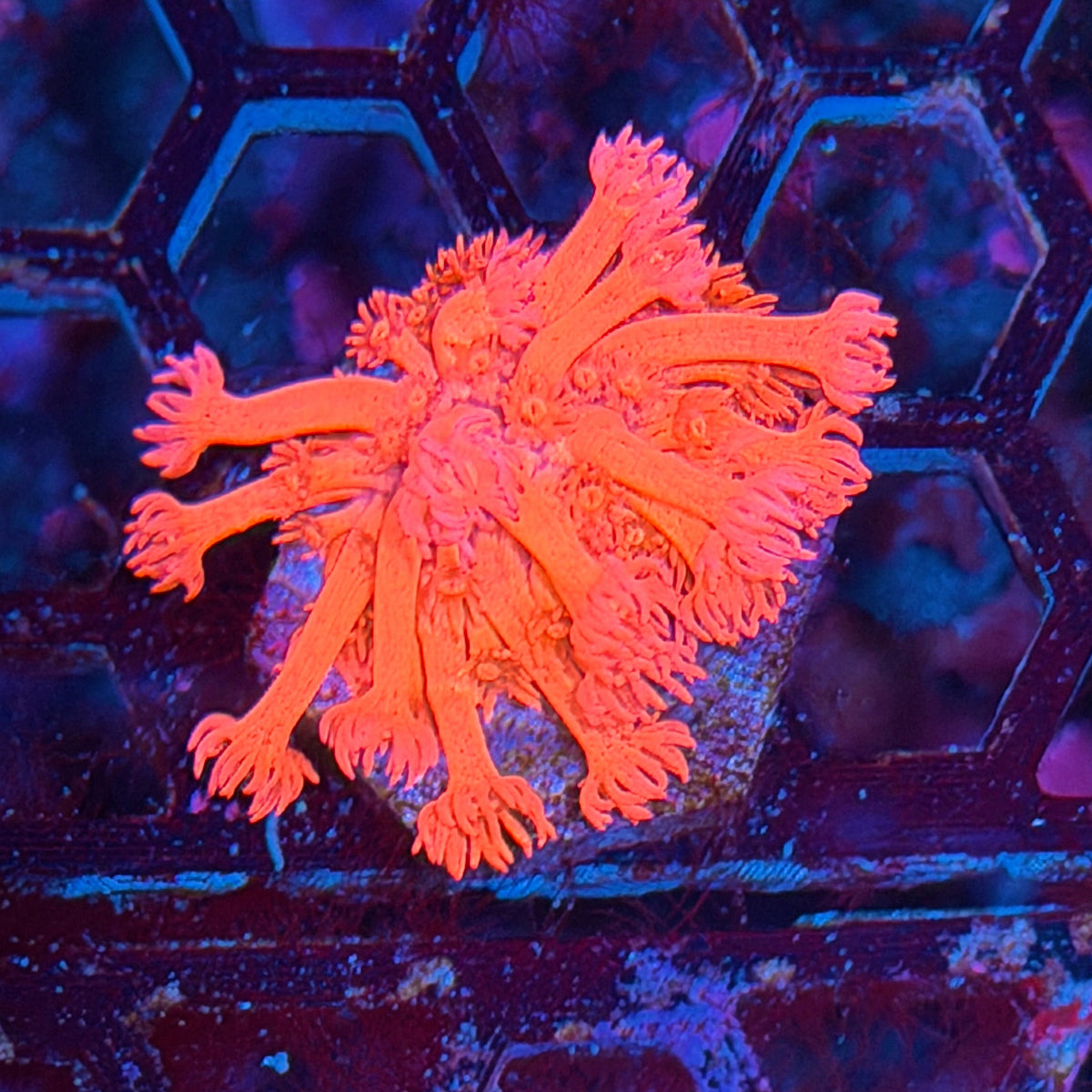 JEA Strawberry Daiquiri Goniopora Coral 10/25