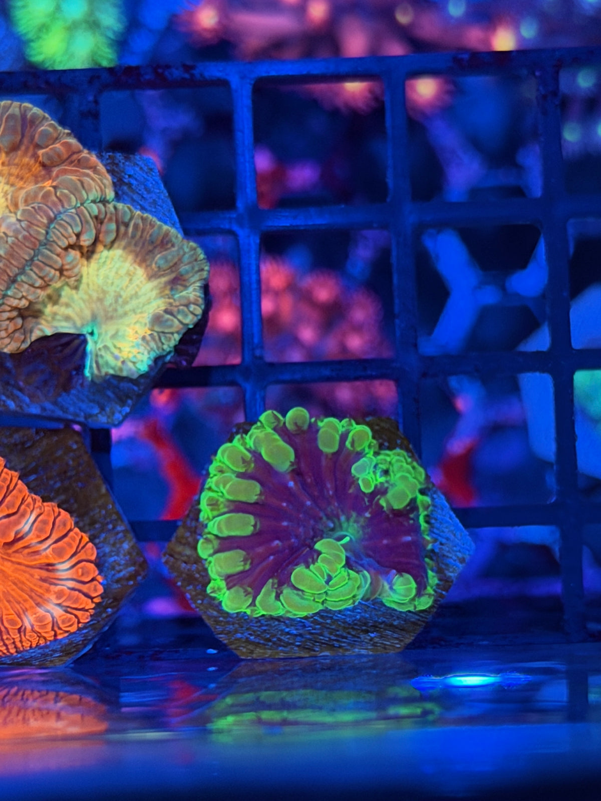 JEA Mind Control Blastomussa Coral 1 Head